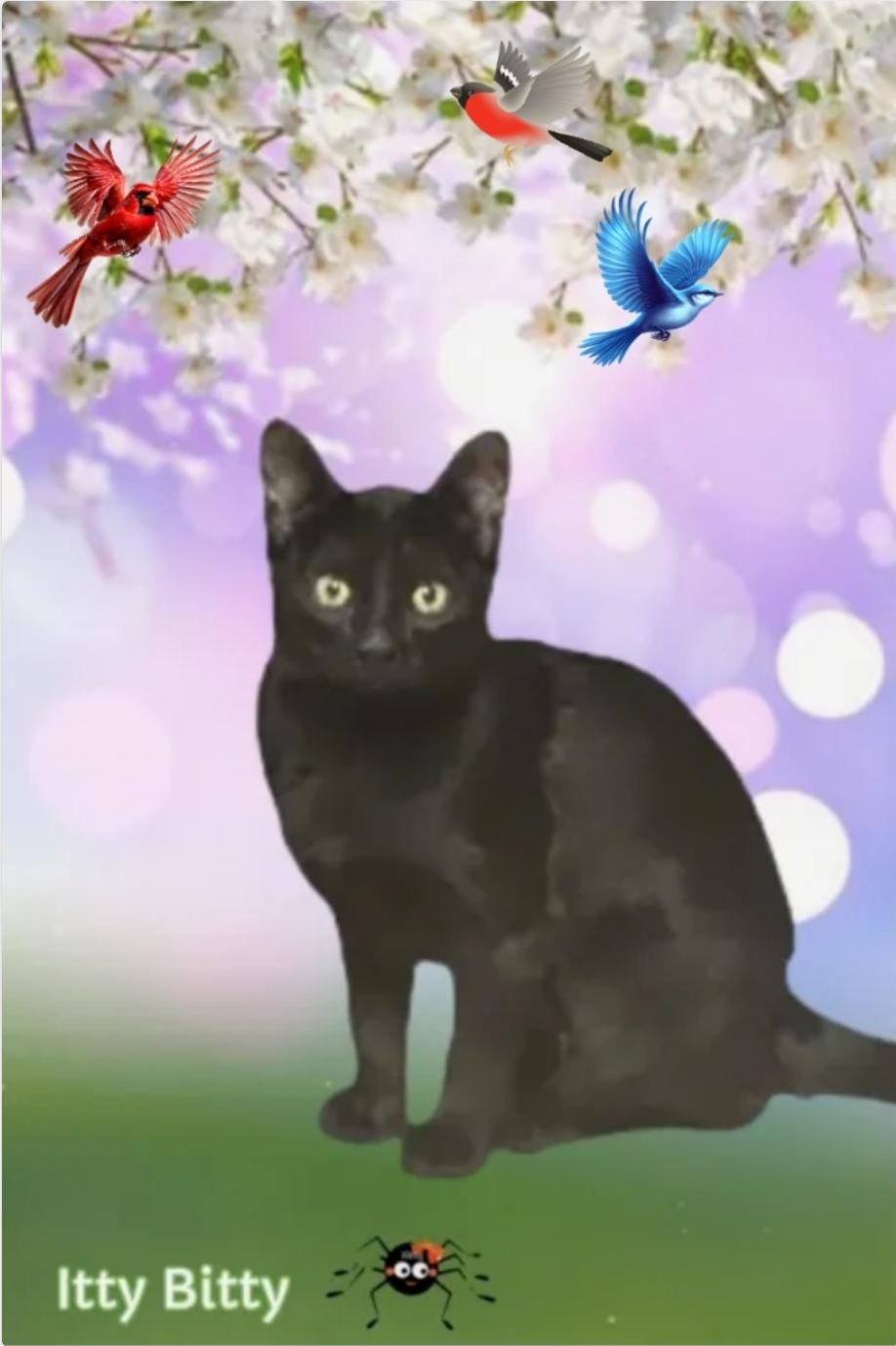 ITTY BITTY , ADOPTABLE, Young Female Domestic Short Hair.