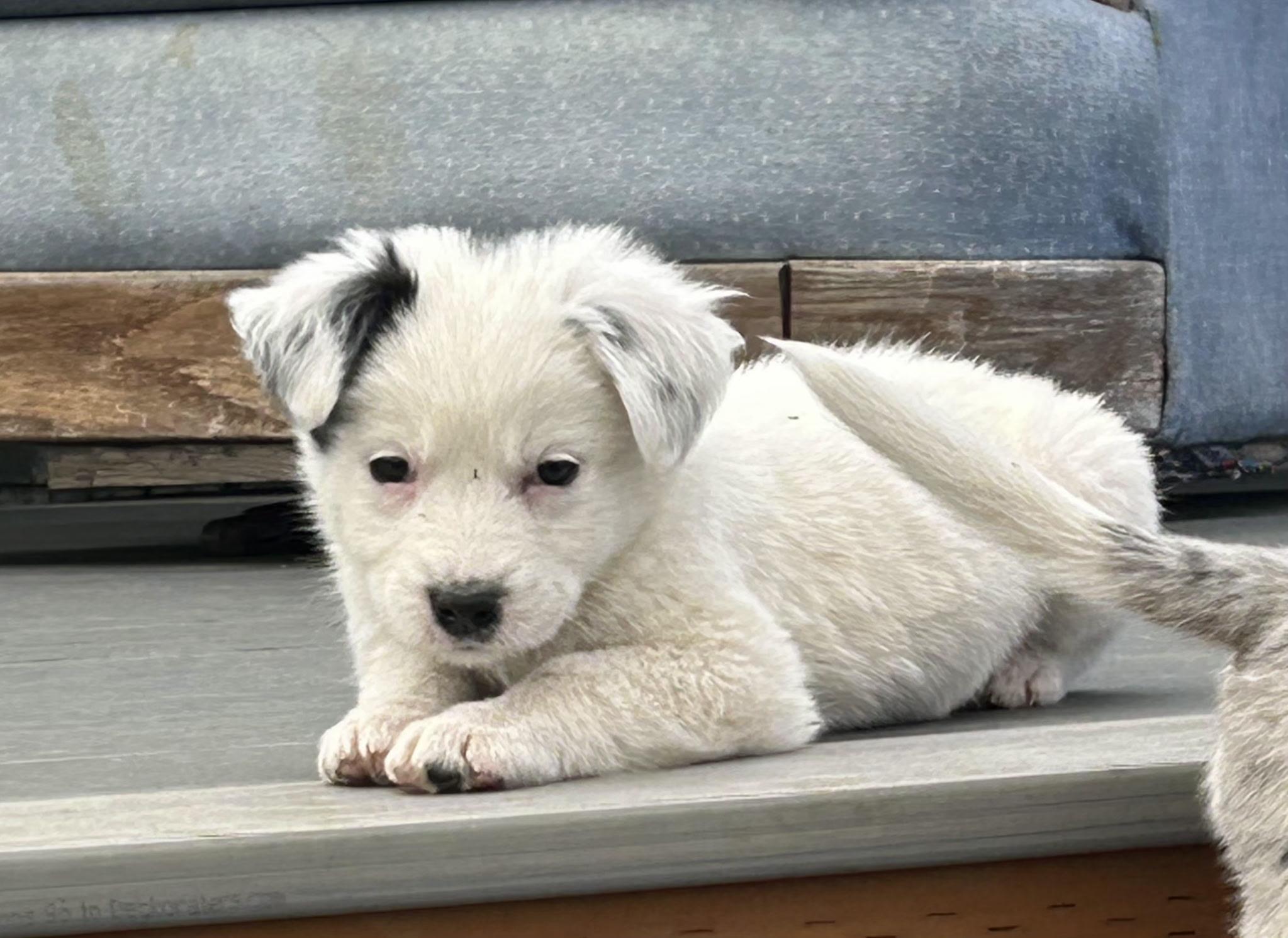 Pup, Adoptable, Puppy Female Pit Bull Terrier & Australian Cattle Dog / Blue Heeler.