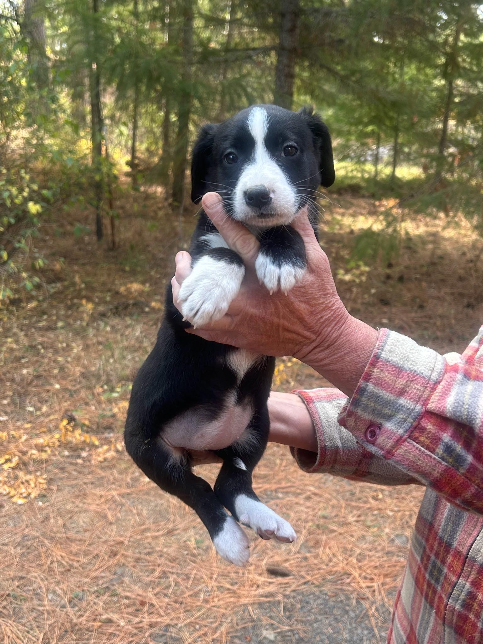 Enlarge Pup, a Adoptable mixed breed in Goldendale, WA image 3/3
