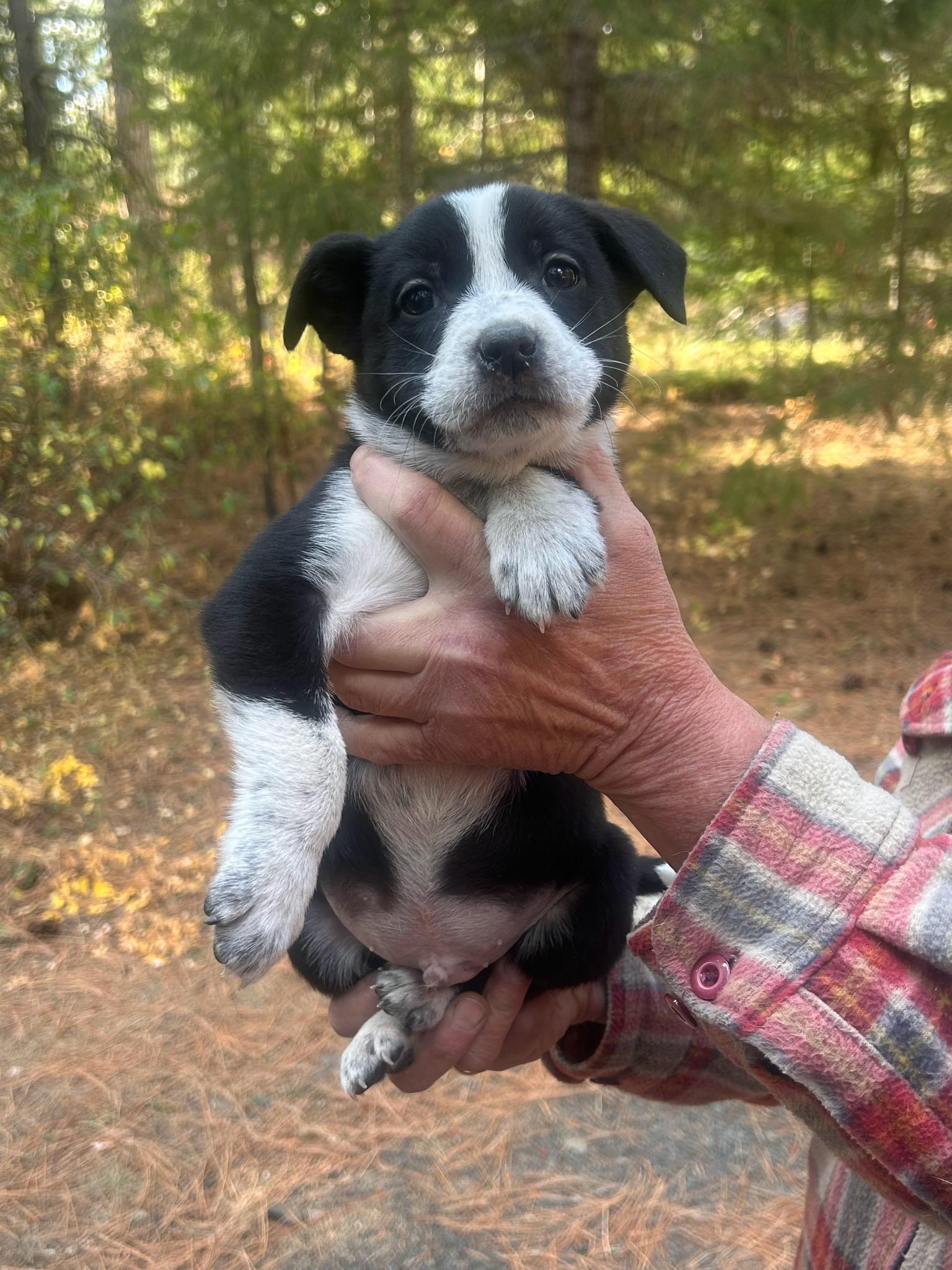 Enlarge Pup, a Adoptable mixed breed in Goldendale, WA image 2/3