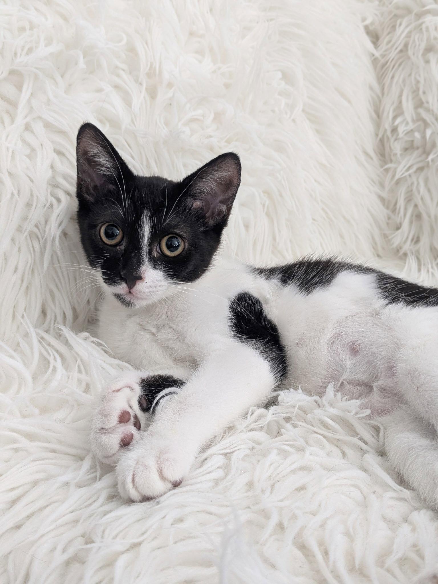 Siren, Adoptable, Kitten Female Domestic Short Hair.