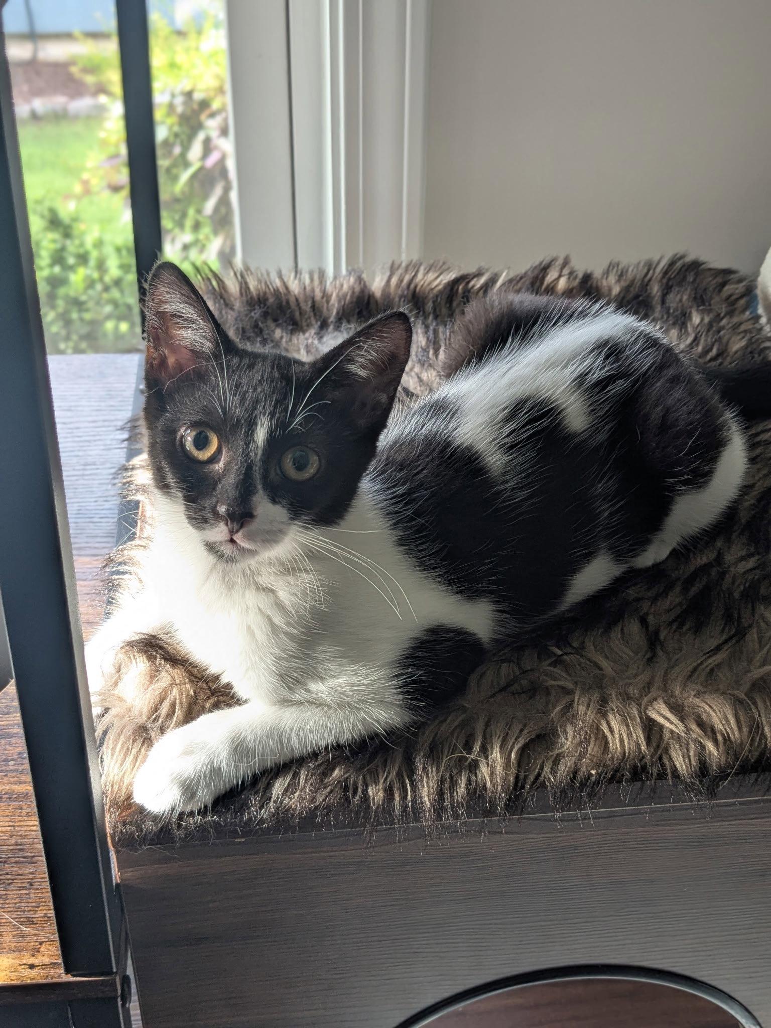 Enlarge Siren, a Adoptable Domestic Short Hair in Cary, NC image 2/3