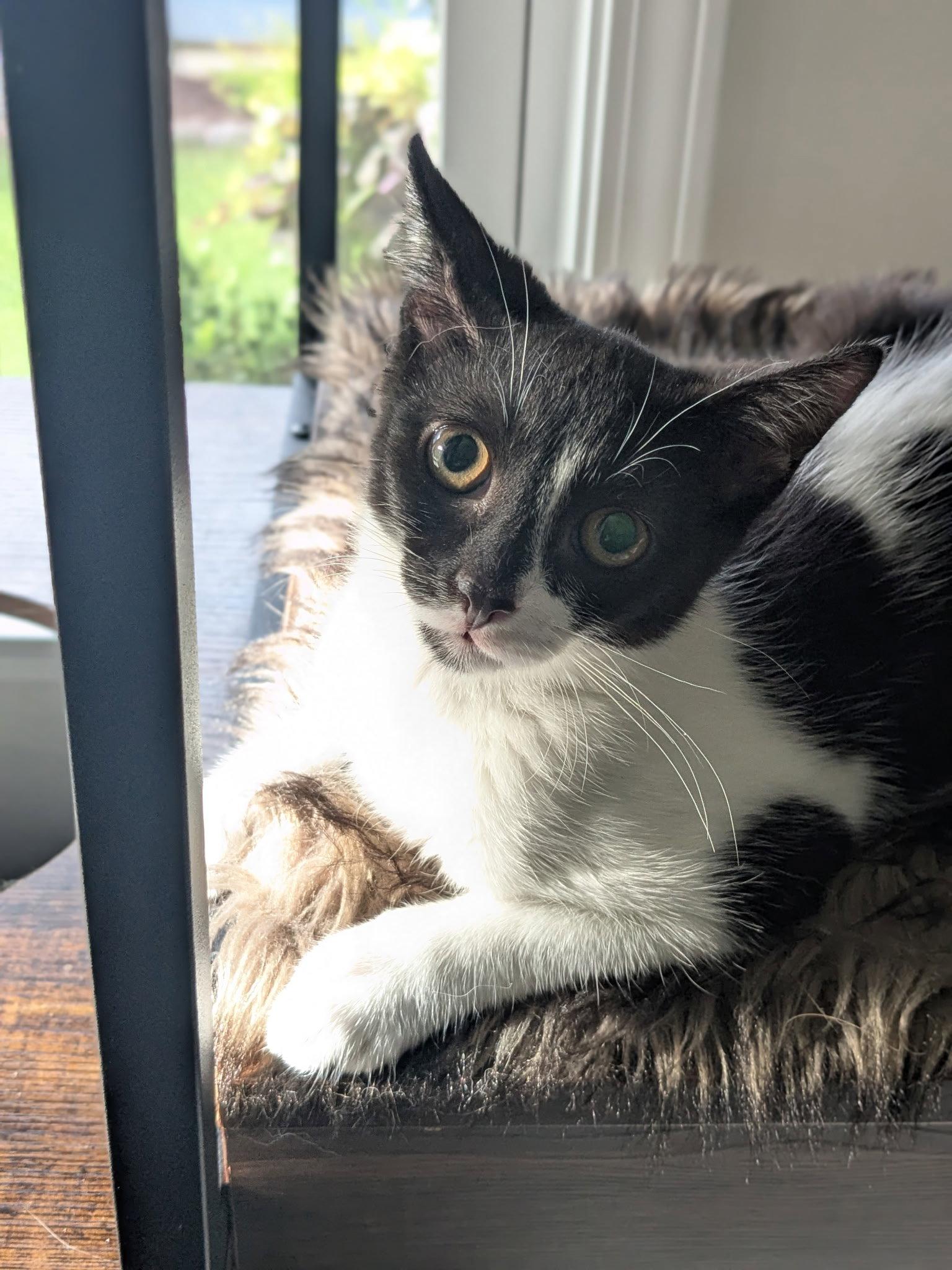Enlarge Siren, a Adoptable Domestic Short Hair in Cary, NC image 3/3