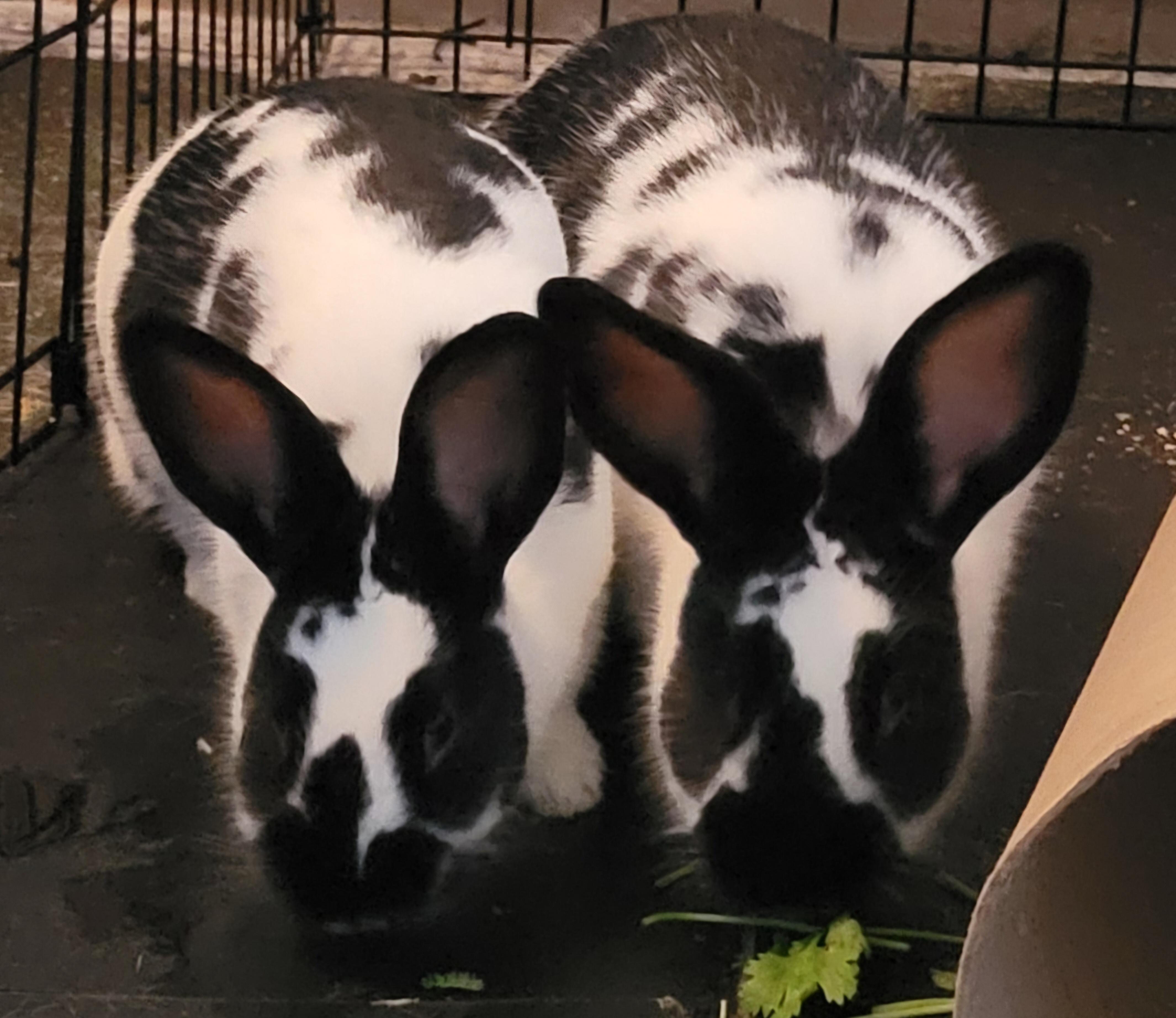 Mica with Crystal, Young Female Bunny Rabbit