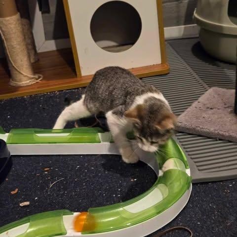 Ribbon, a Adoptable Domestic Short Hair in Fulton, NY image 2/6