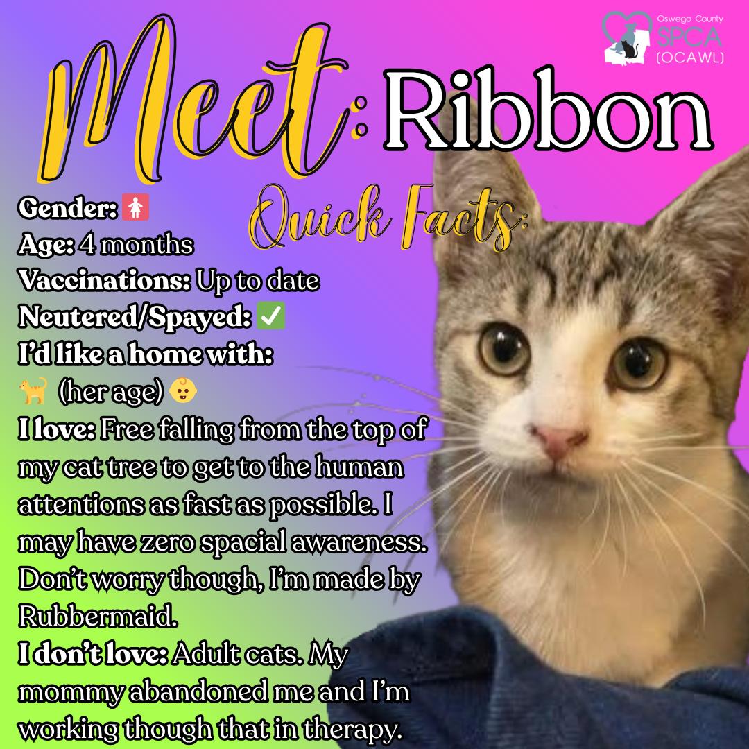 Ribbon, a Adoptable Domestic Short Hair in Fulton, NY image 1/6