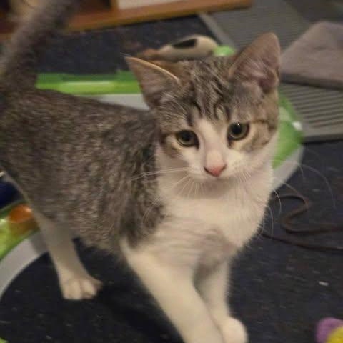 Ribbon, a Adoptable Domestic Short Hair in Fulton, NY image 3/6