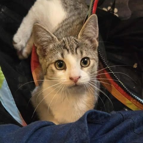 Ribbon, a Adoptable Domestic Short Hair in Fulton, NY image 4/6