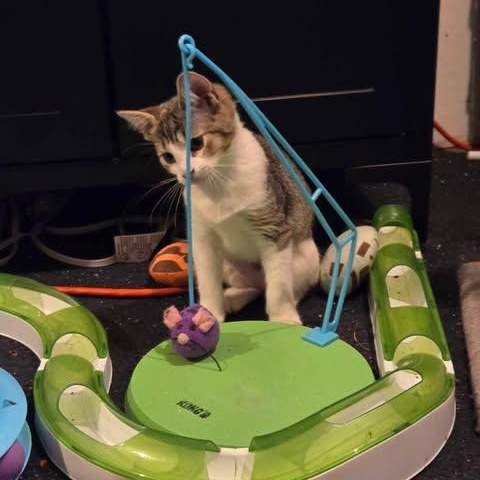 Ribbon, a Adoptable Domestic Short Hair in Fulton, NY image 5/6