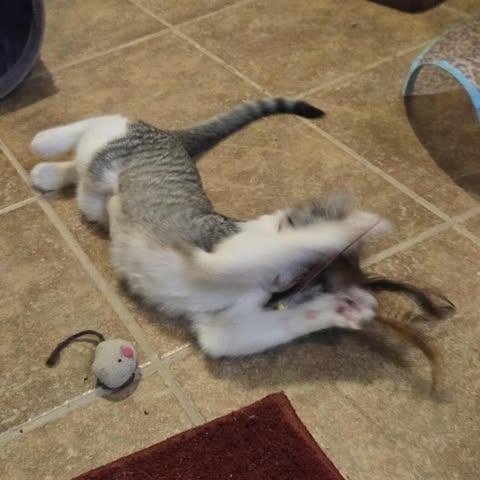 Ribbon, a Adoptable Domestic Short Hair in Fulton, NY image 6/6