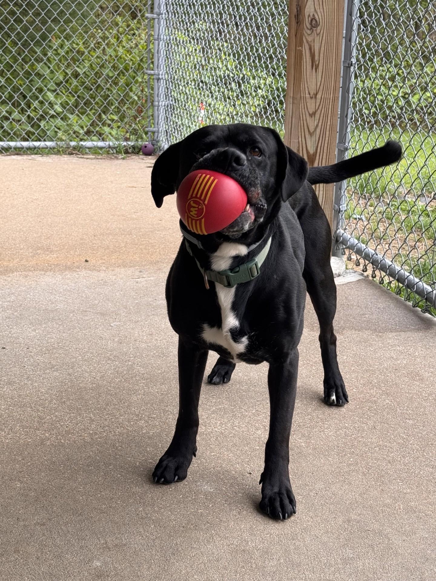 Enlarge Willie, a ADOPTABLE mixed breed in Clayville, RI image 1/1