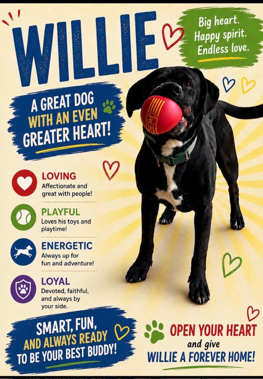Willie, ADOPTABLE, Adult Male Boxer.
