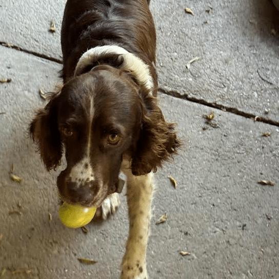 Enlarge ANNIE #20041795  MO, a Adopted Brittany Spaniel in Sugar Grove, IL image 1/3