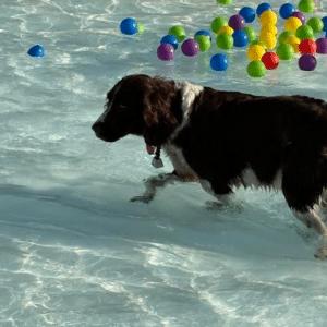 Enlarge ANNIE #20041795  MO, a Adopted Brittany Spaniel in Sugar Grove, IL image 3/3