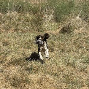 Enlarge ANNIE #20041795  MO, a Adopted Brittany Spaniel in Sugar Grove, IL image 2/3