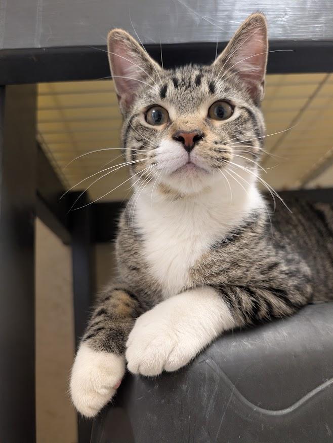 Diedrick, Adoptable, Young Male Domestic Short Hair.