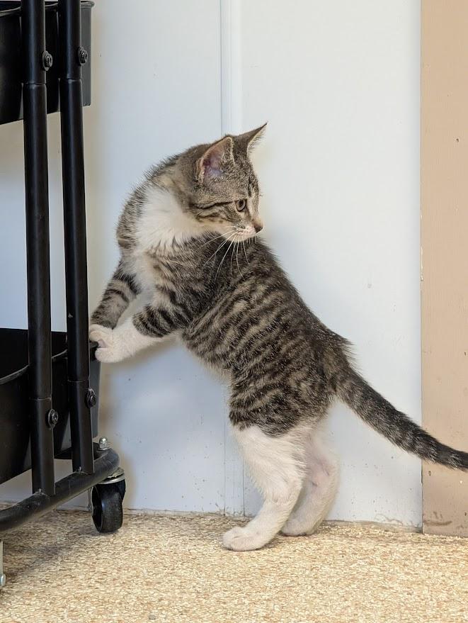 Diedrick, a ADOPTABLE Domestic Short Hair in Waupun, WI image 2/4