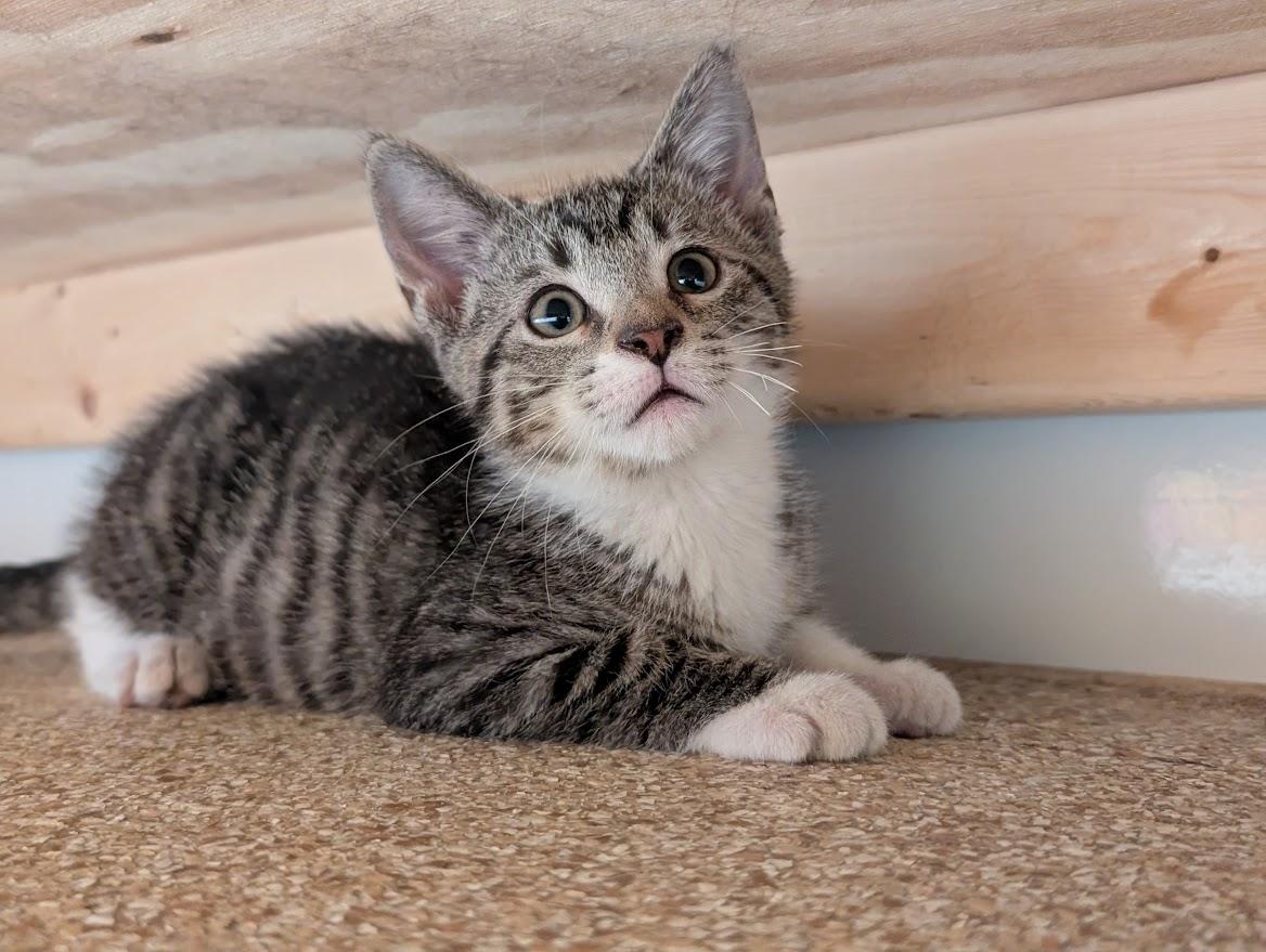 Diedrick, a ADOPTABLE Domestic Short Hair in Waupun, WI image 4/4