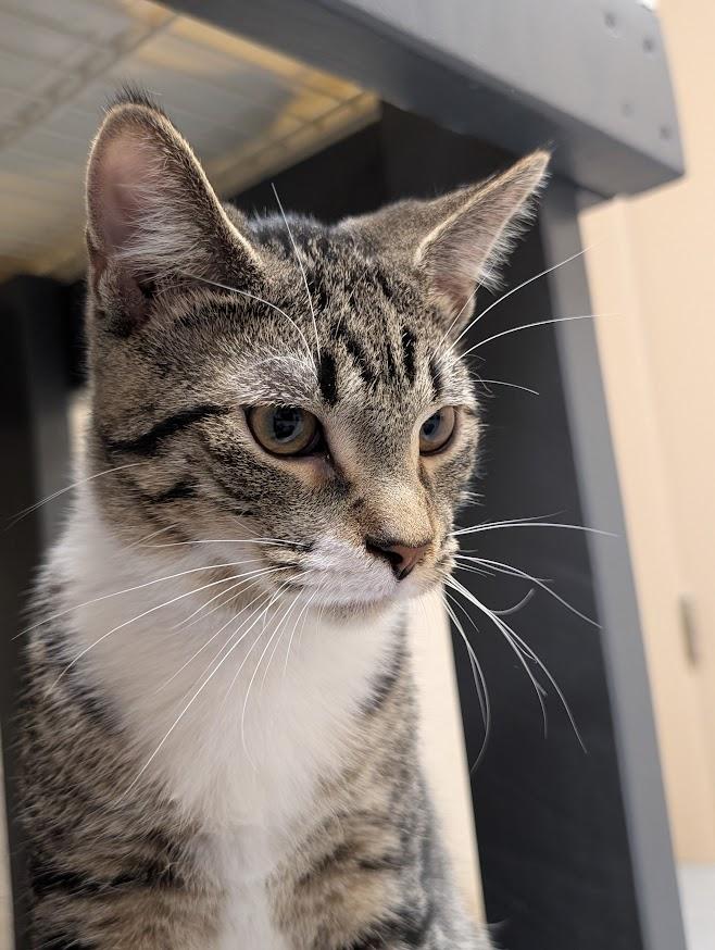 Enlarge Diedrick, a Adoptable Domestic Short Hair in Waupun, WI image 3/4
