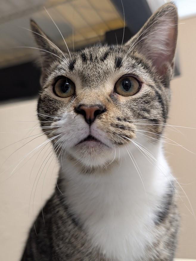 Enlarge Diedrick, a Adoptable Domestic Short Hair in Waupun, WI image 2/4