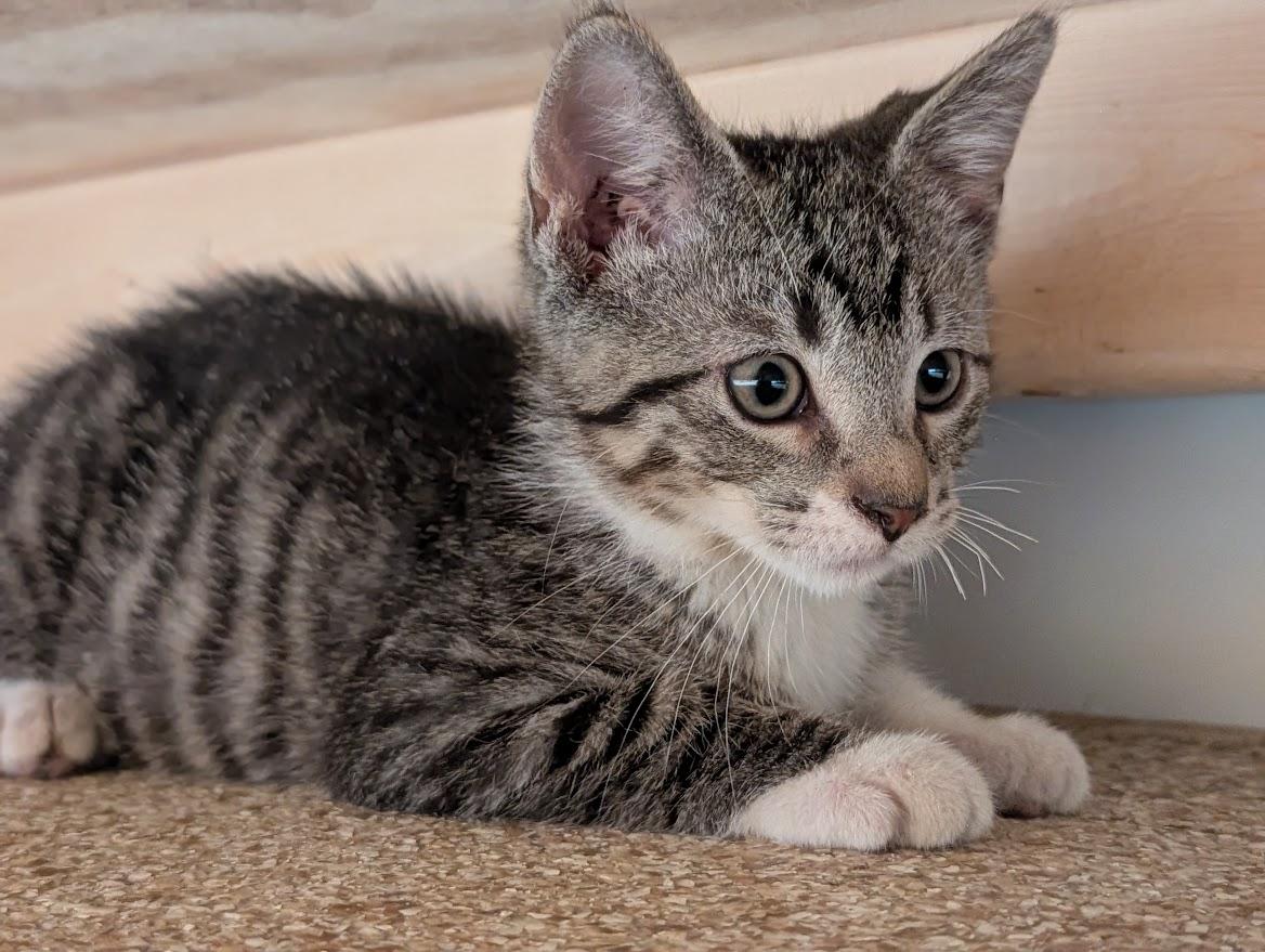 Diedrick, ADOPTABLE, Young Male Domestic Short Hair.