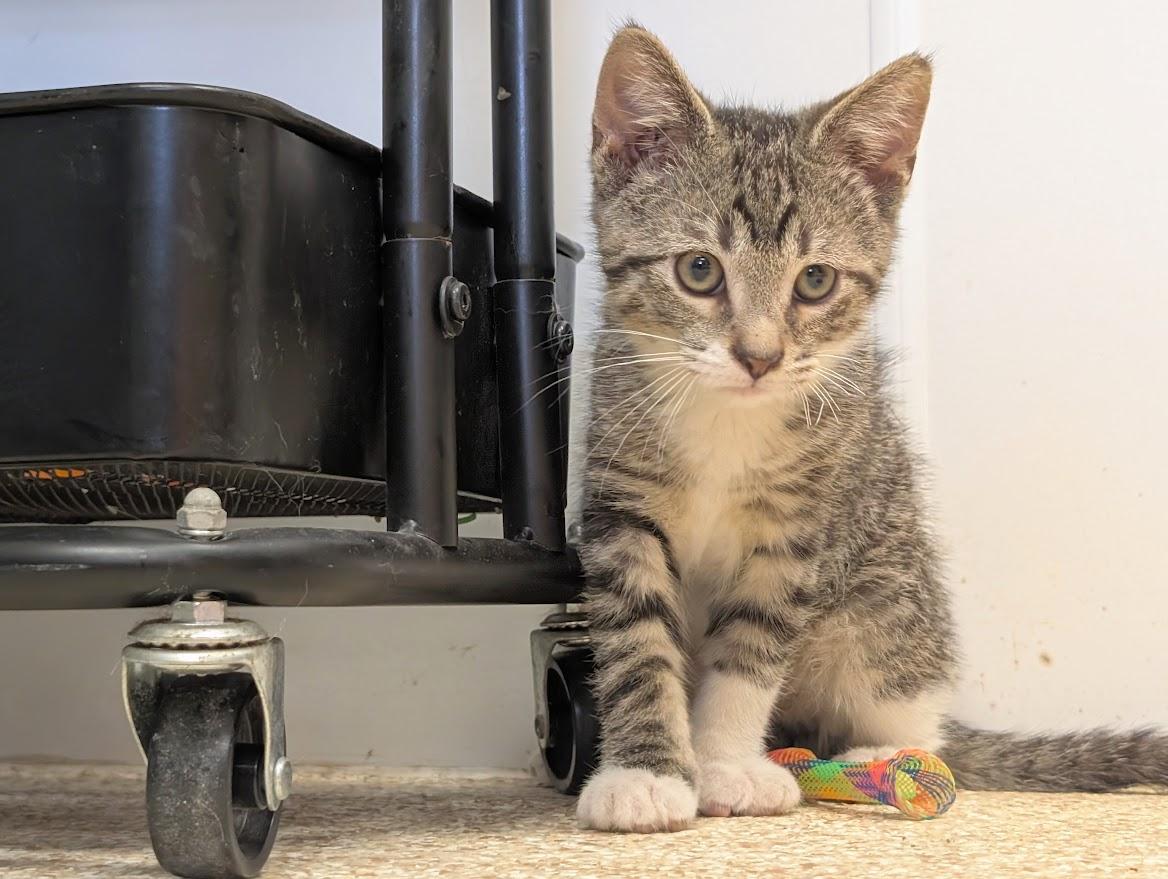 Diedrick, a ADOPTABLE Domestic Short Hair in Waupun, WI image 3/4