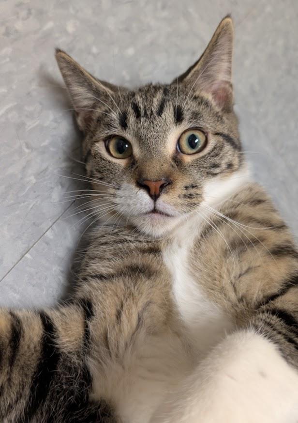 Enlarge Diedrick, a Adoptable Domestic Short Hair in Waupun, WI image 4/4