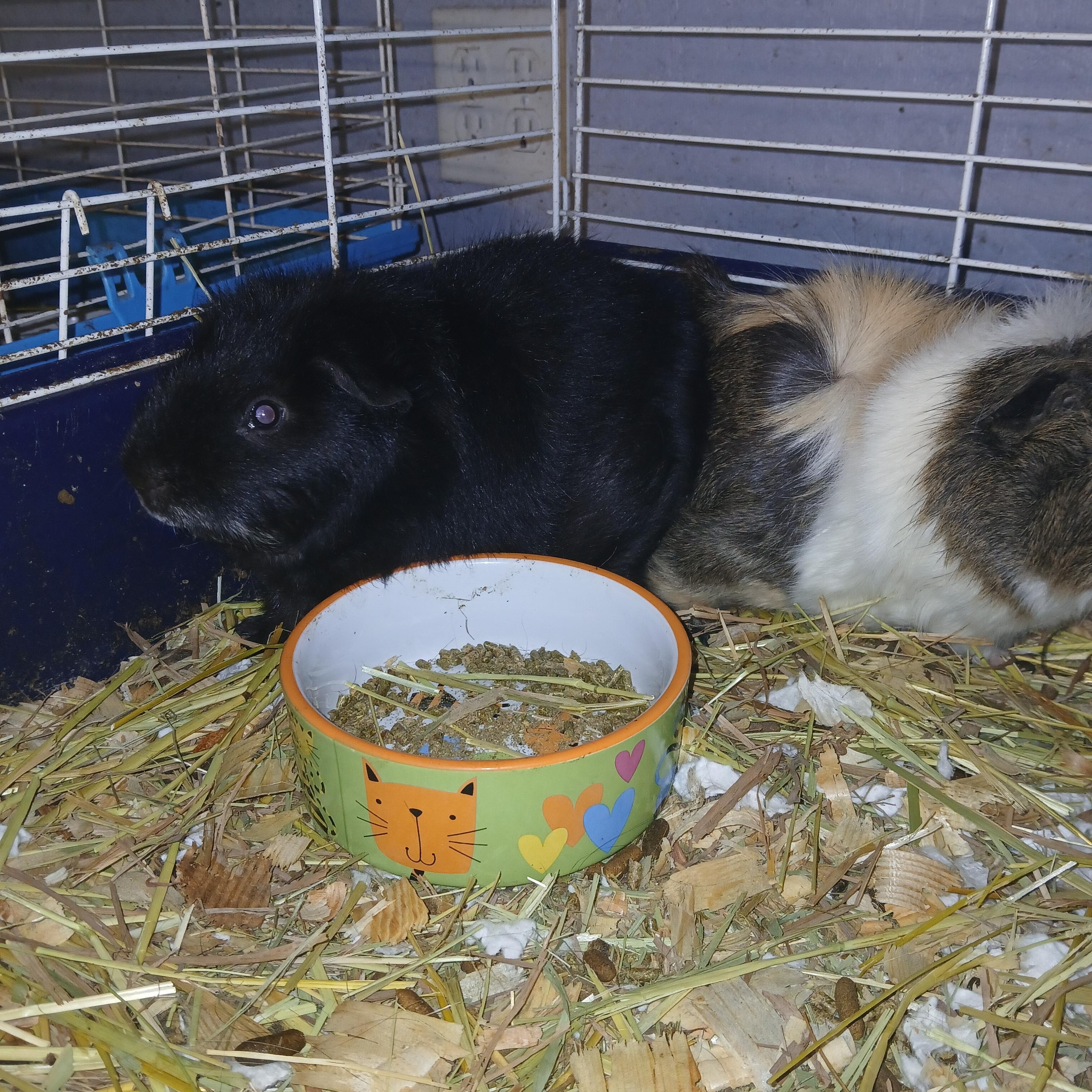 Aero and Smith, a Adoptable Abyssinian in Dearborn, MO image 1/3