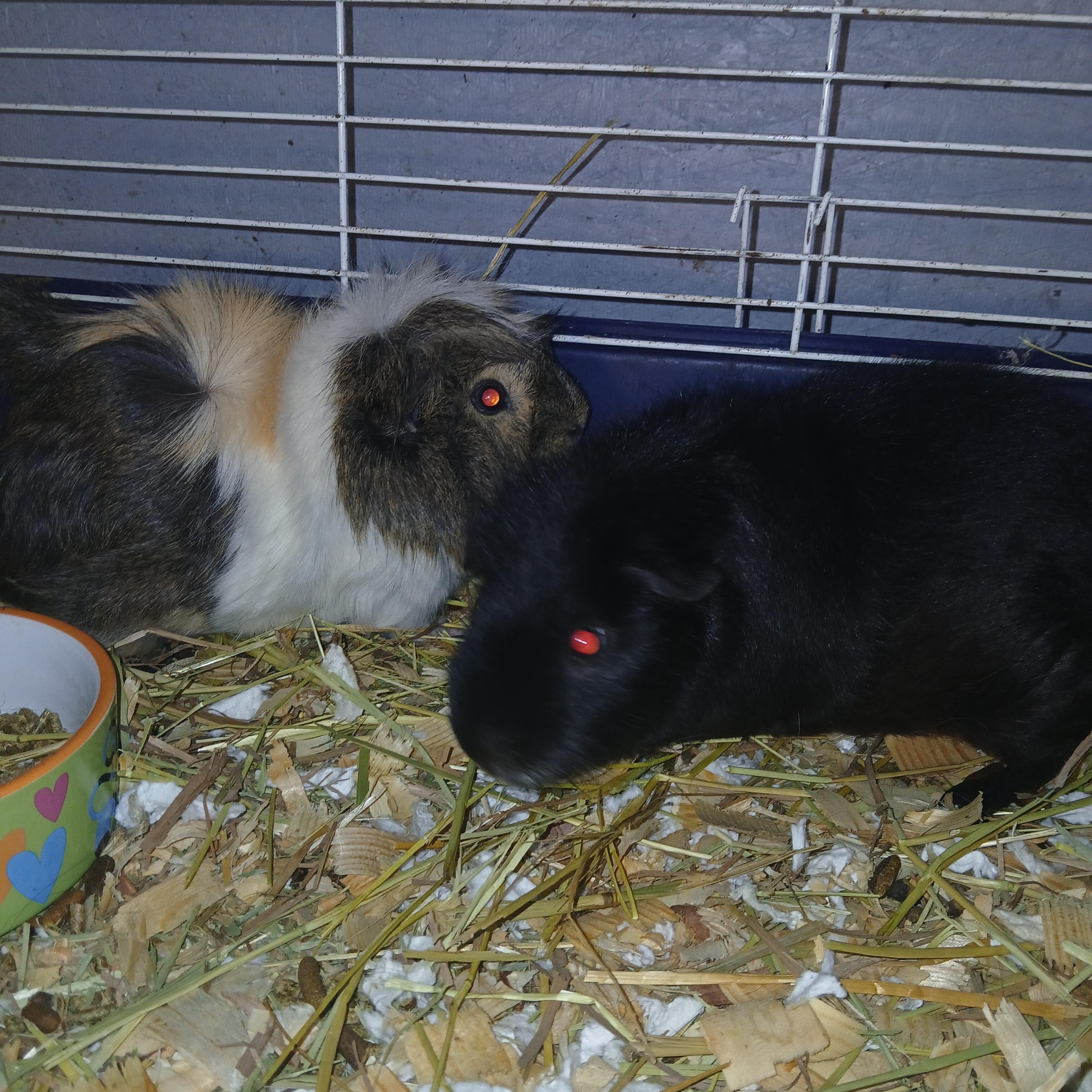 Aero and Smith, a Adoptable Abyssinian in Dearborn, MO image 2/3