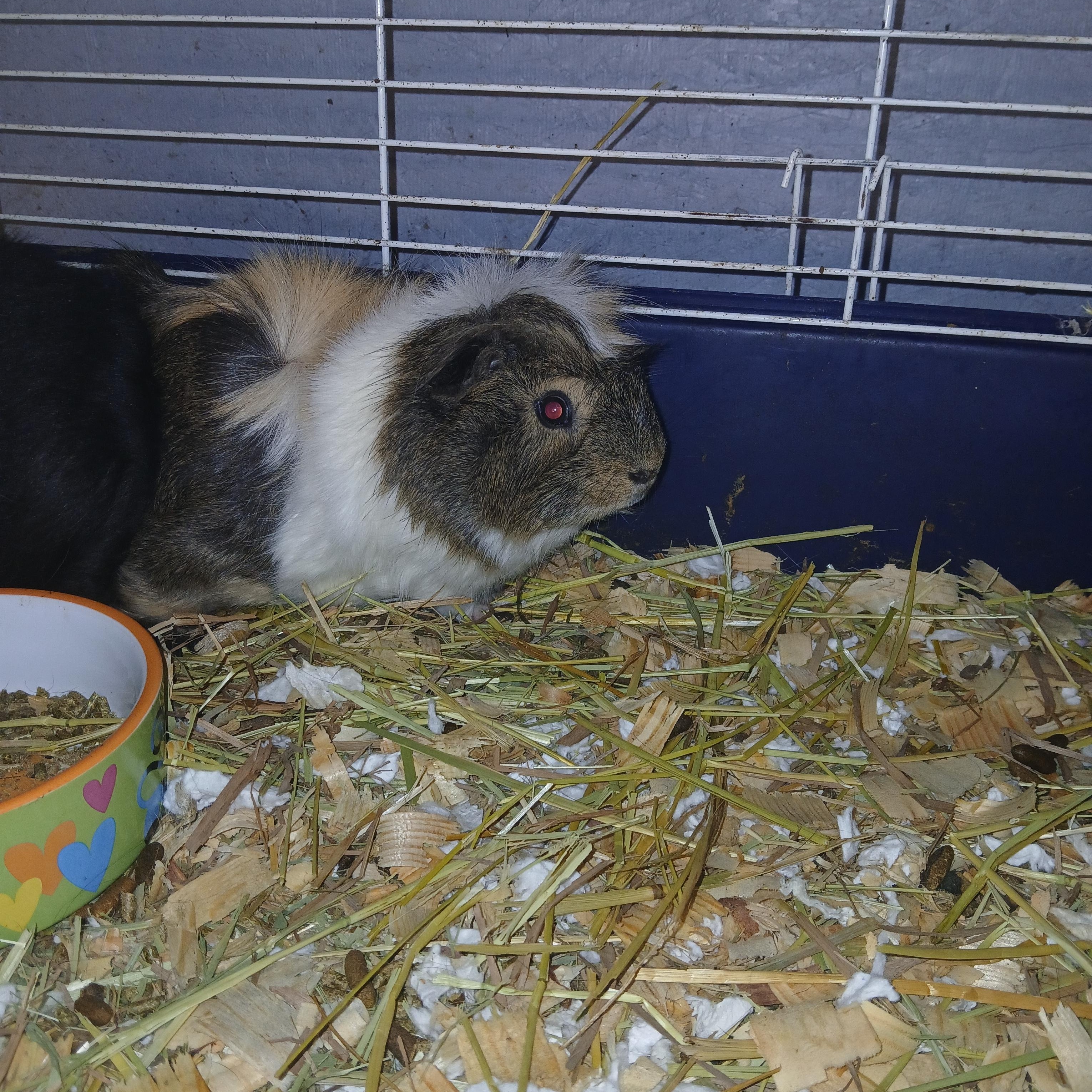 Aero and Smith, a Adoptable Abyssinian in Dearborn, MO image 3/3