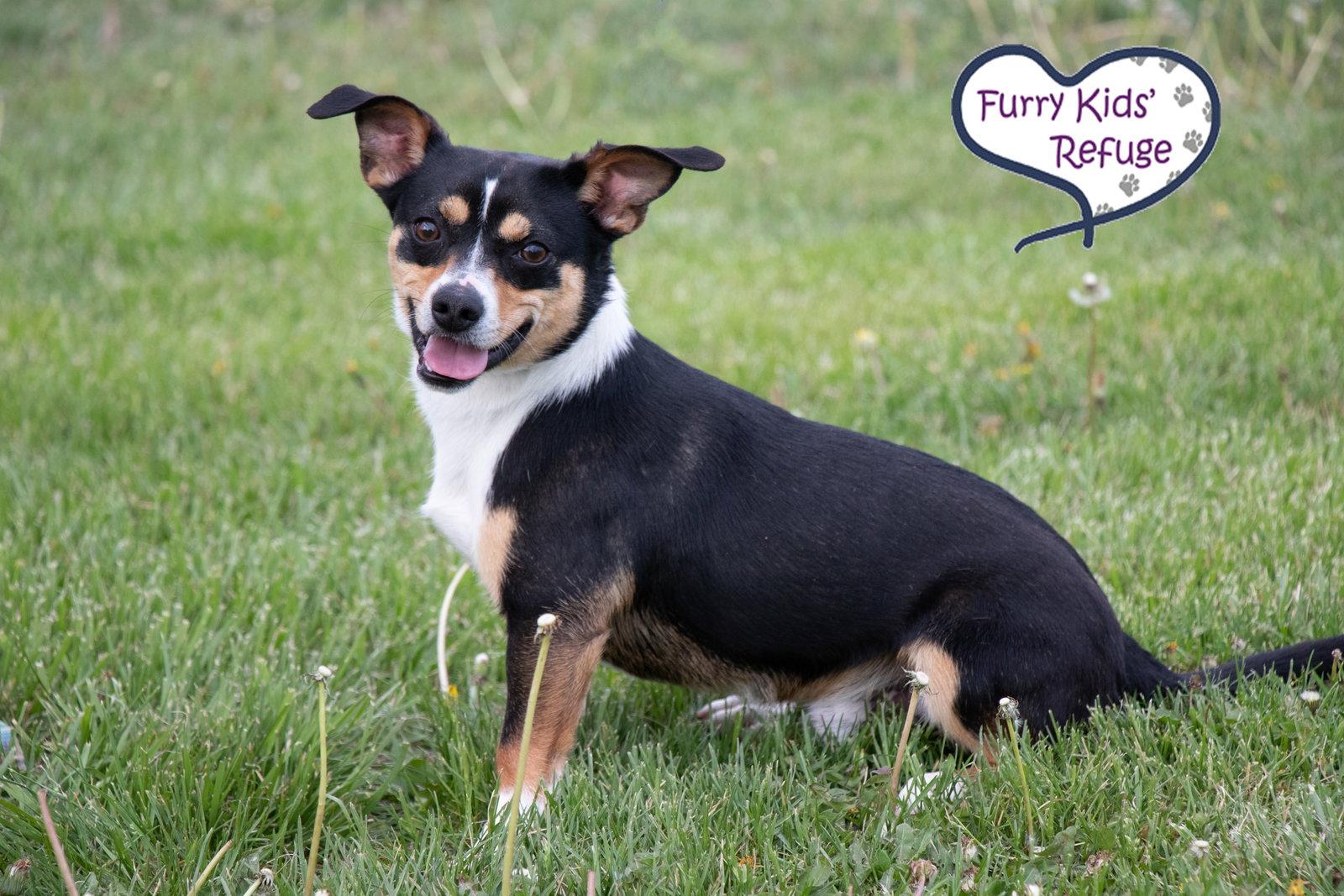Enlarge Hershey, a Adoptable mixed breed in Lee's Summit, MO image 1/3