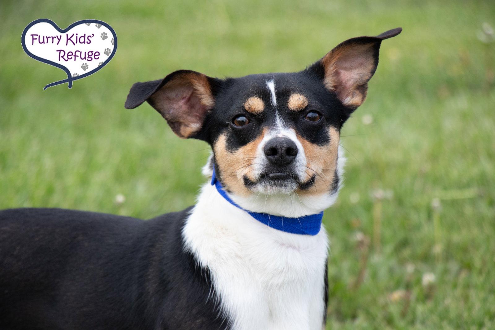 Hershey, Adoptable, Young Male Rat Terrier & Beagle.