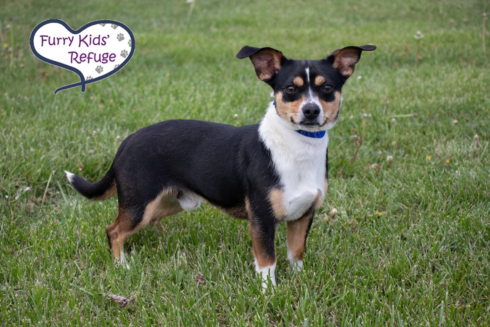 Enlarge Hershey, a Adoptable mixed breed in Lee's Summit, MO image 3/3
