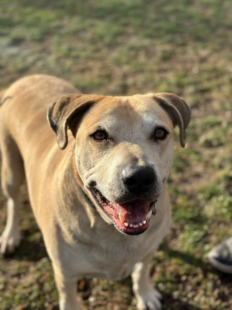 Marley, Adoptable, Adult Male Labrador Retriever.
