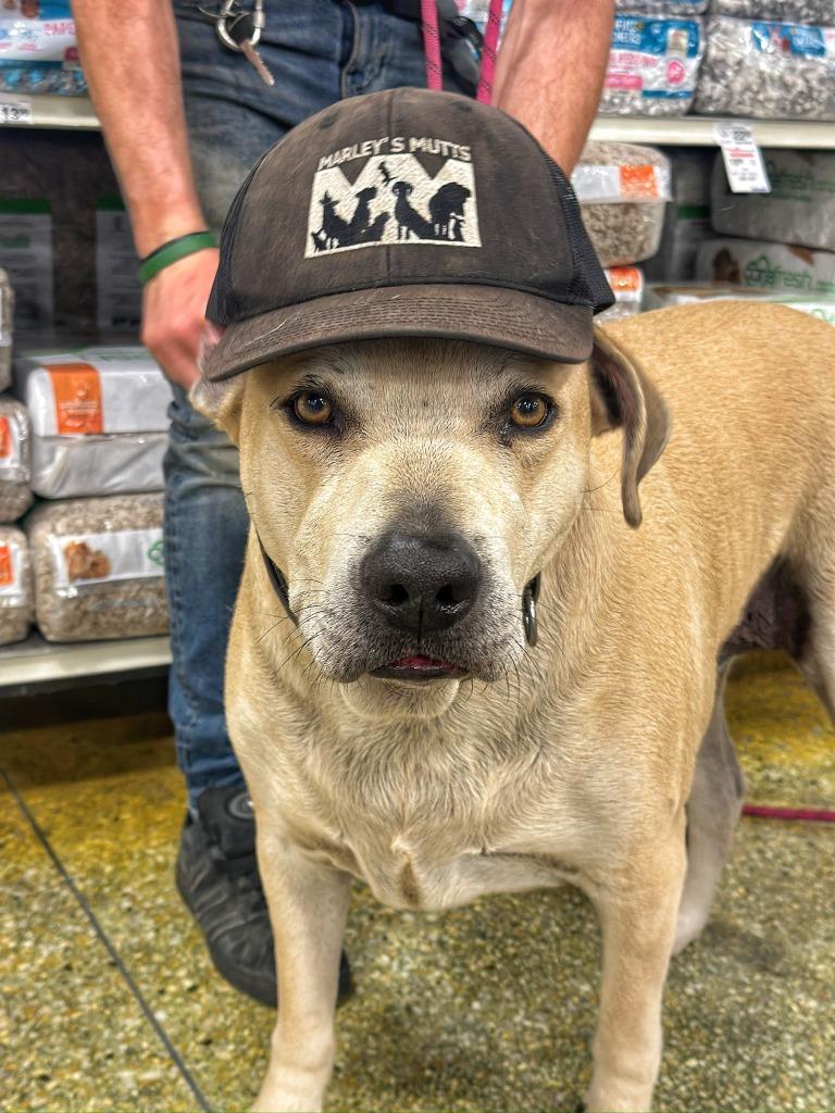 Enlarge Marley, a Adoptable Labrador Retriever in Tehachapi, CA image 3/3