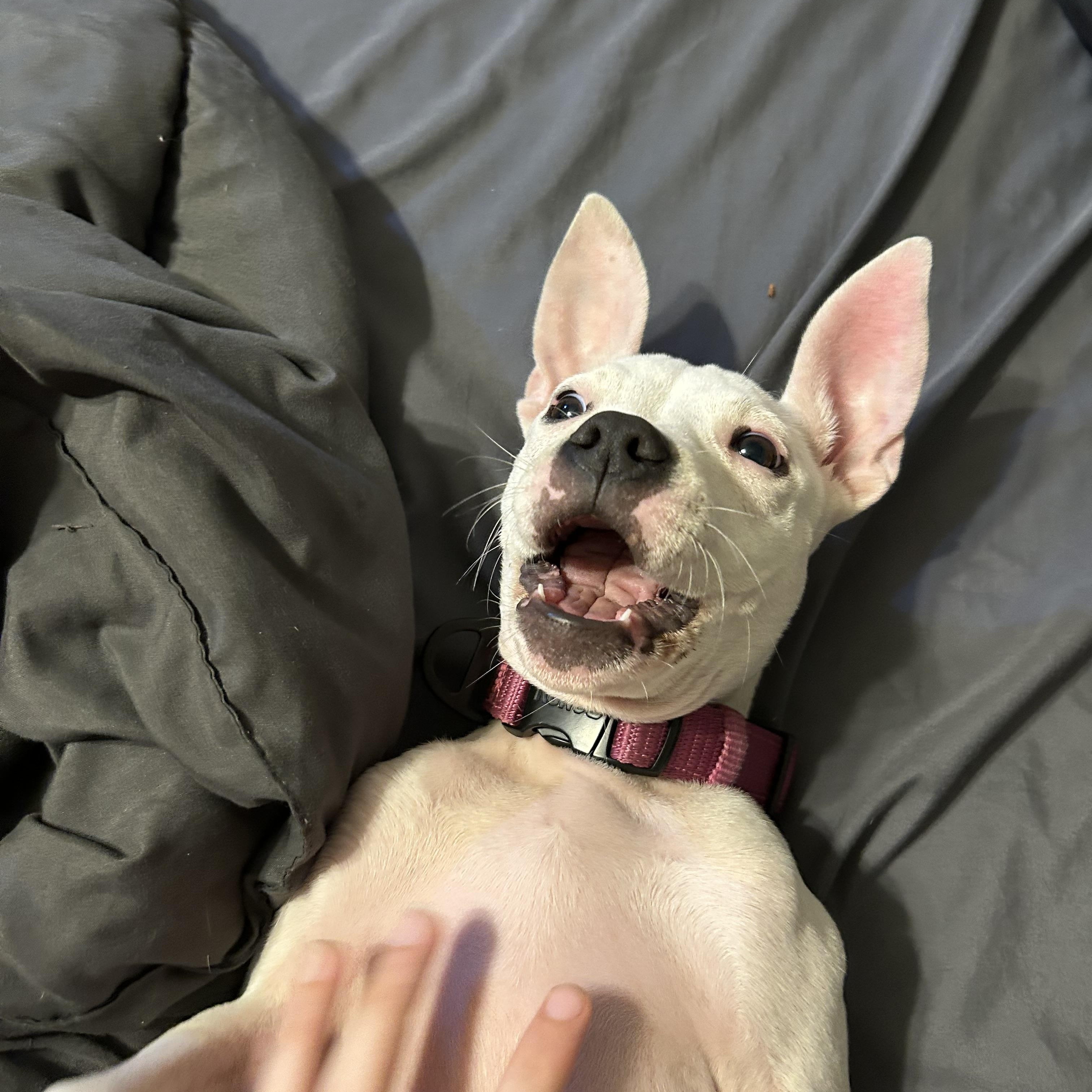 Pua <3, Adopted, Puppy Female Mixed Breed.