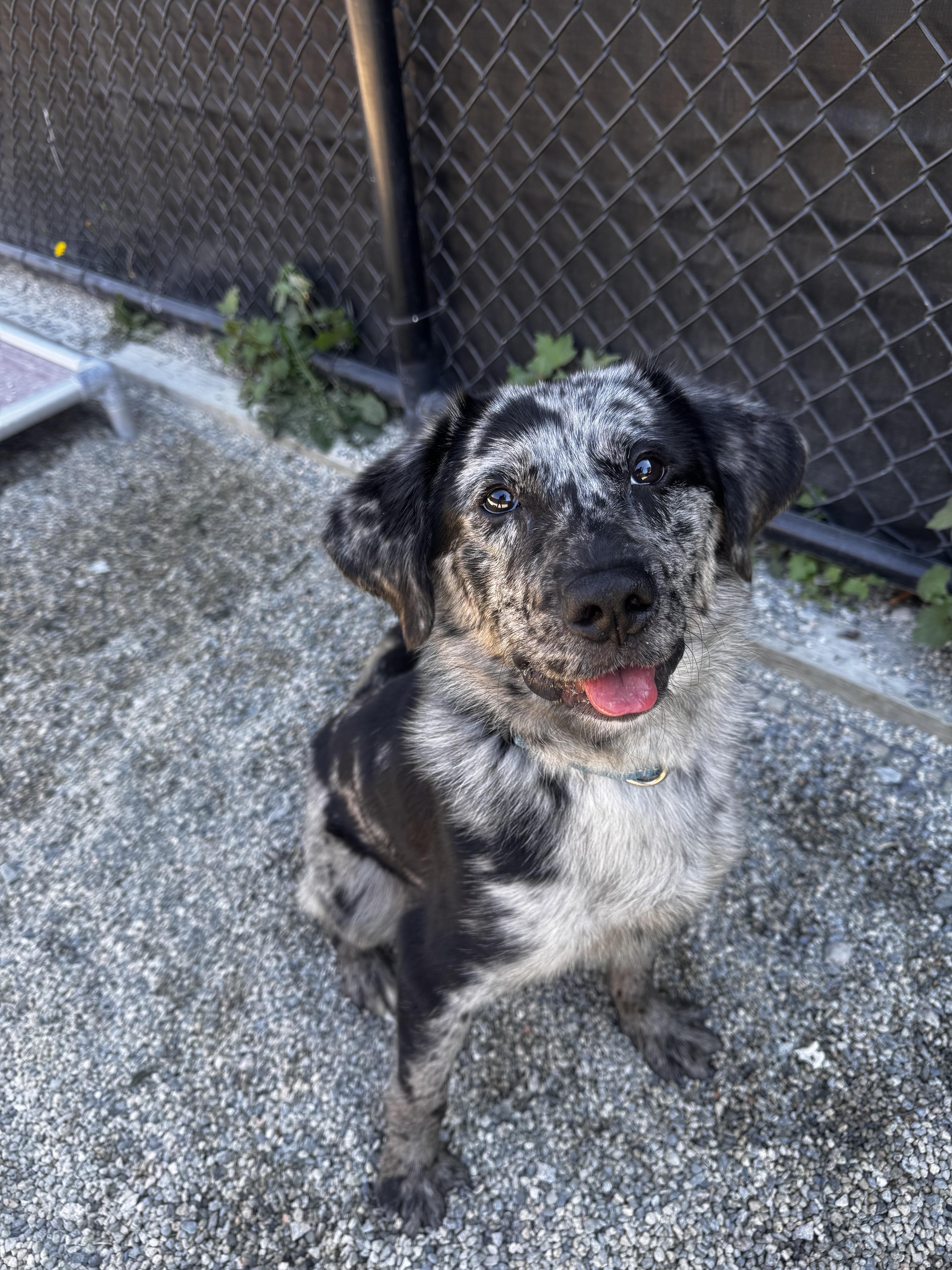 Pete, Adoptable, Puppy Male Australian Cattle Dog / Blue Heeler.