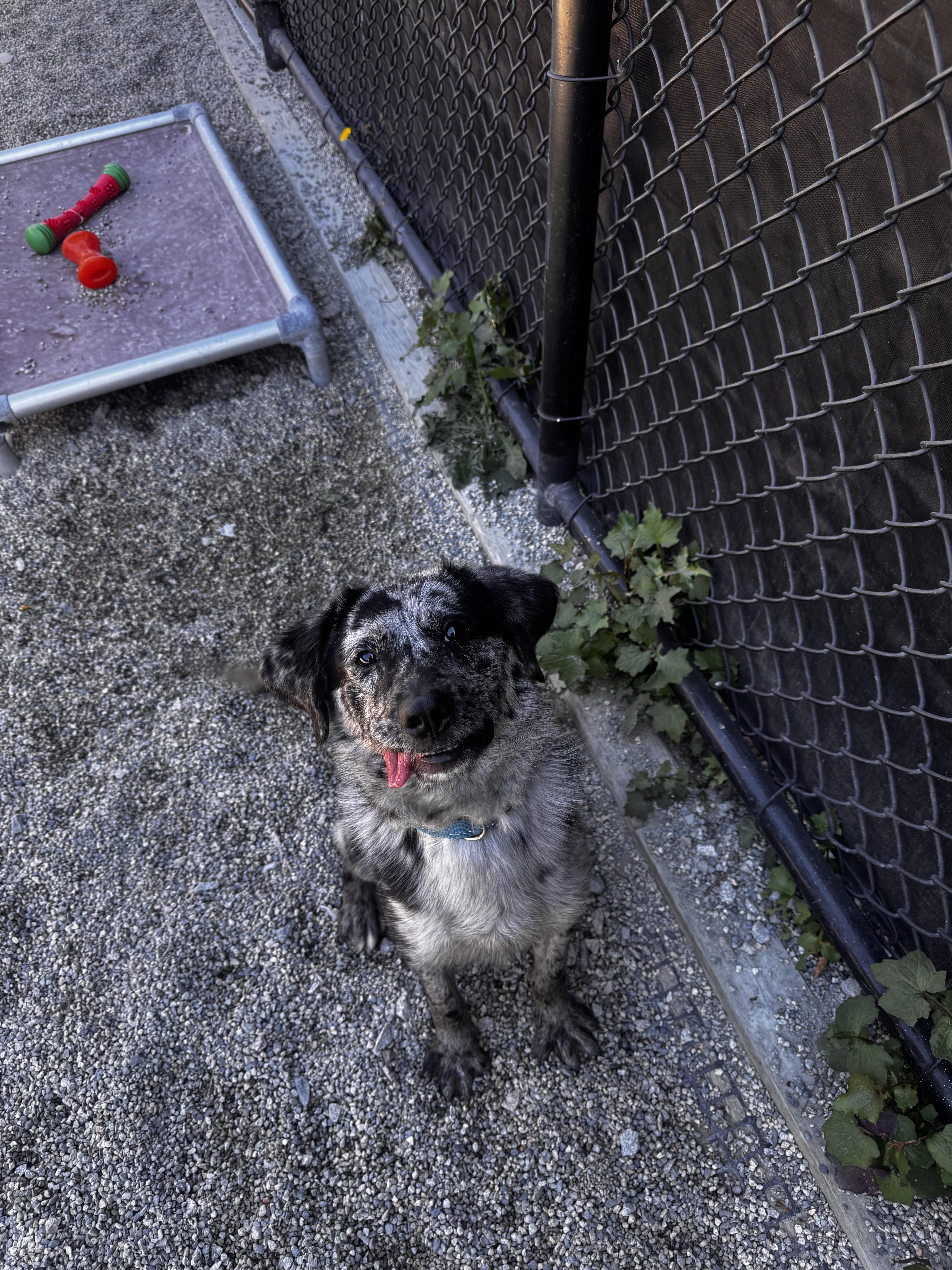 Enlarge Pete, a Adoptable mixed breed in New Westminster, BC image 2/3