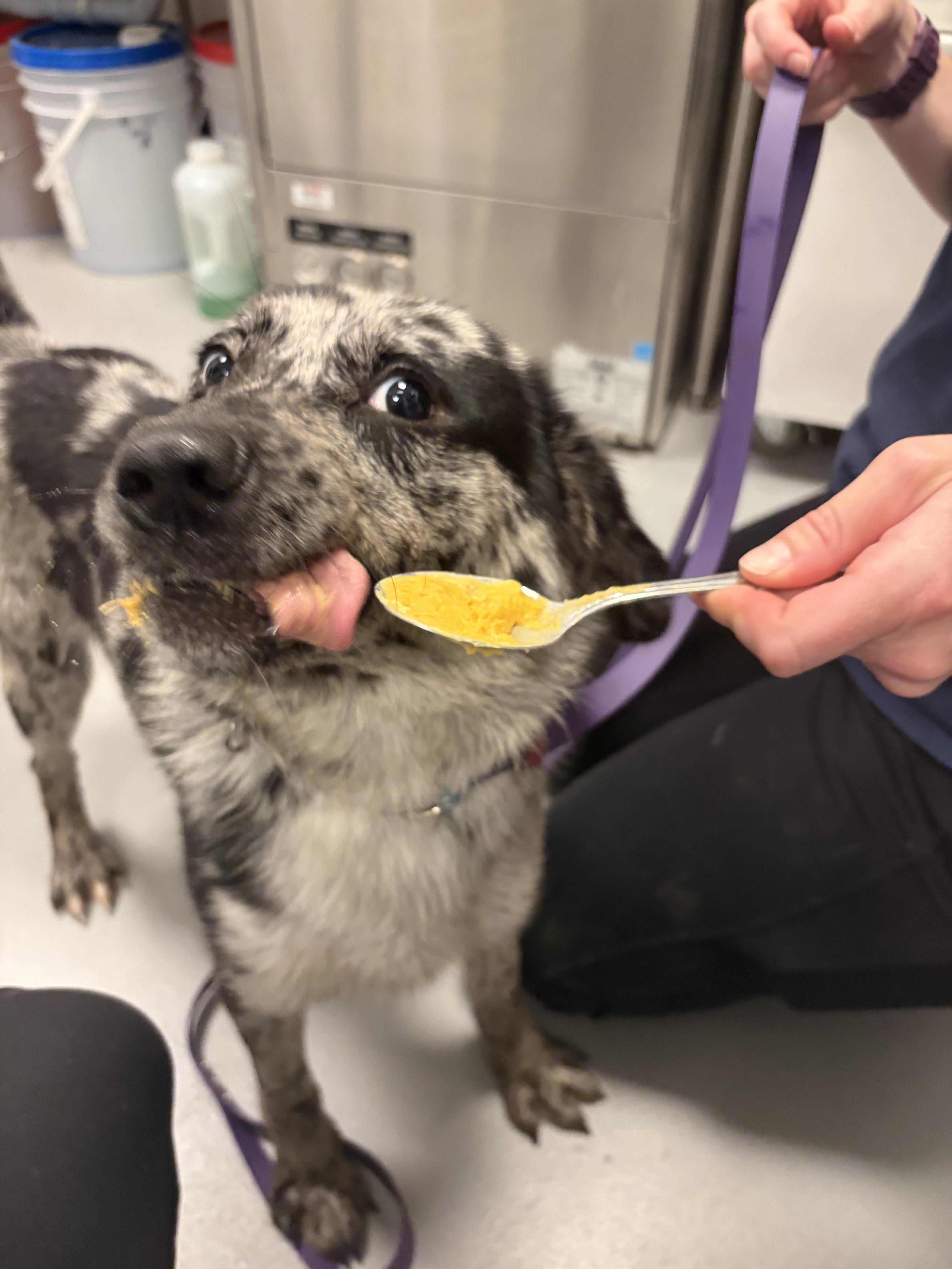 Enlarge Pete, a Adoptable mixed breed in New Westminster, BC image 3/3