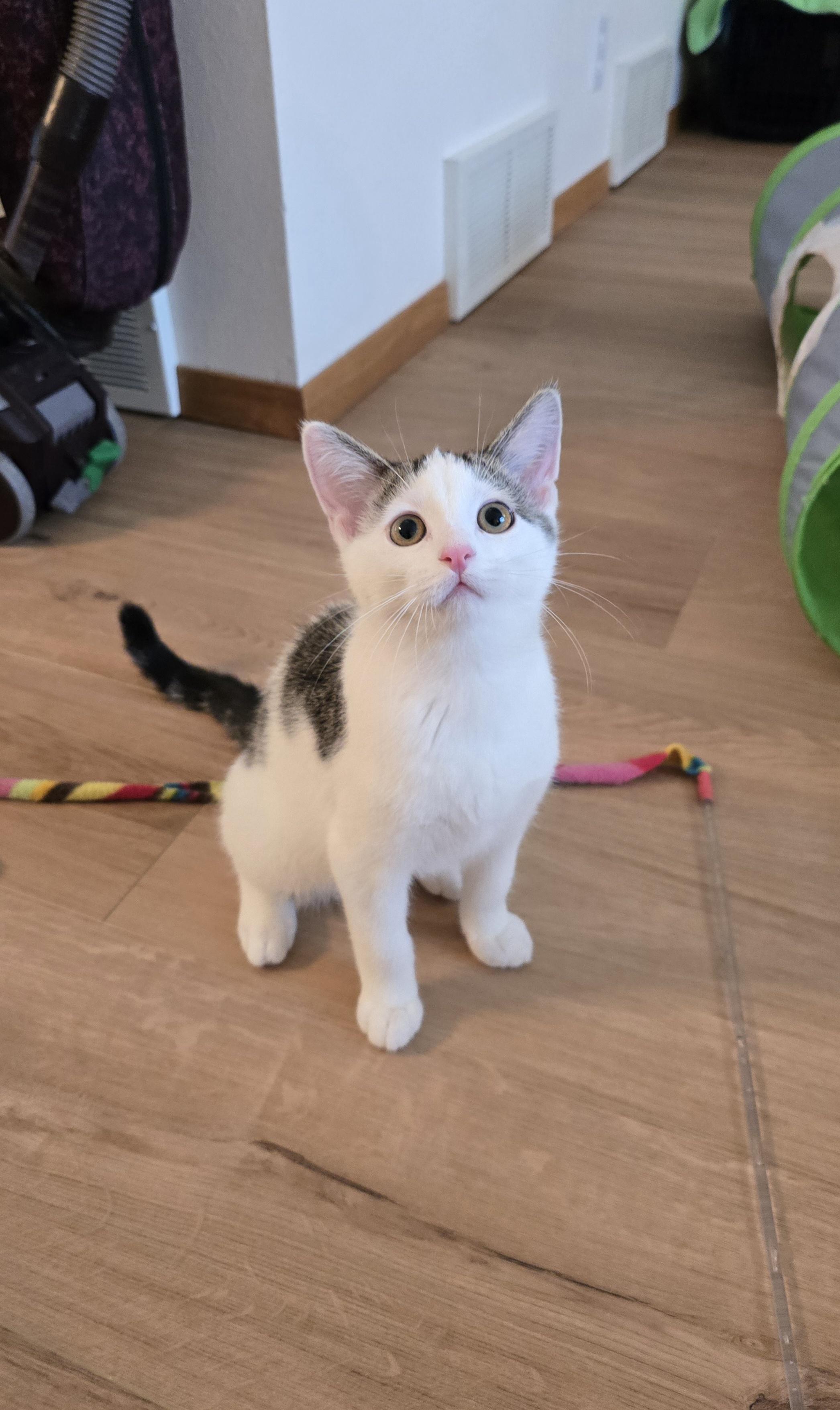 Enlarge Oreo, a ADOPTABLE mixed breed in Fargo, ND image 5/5
