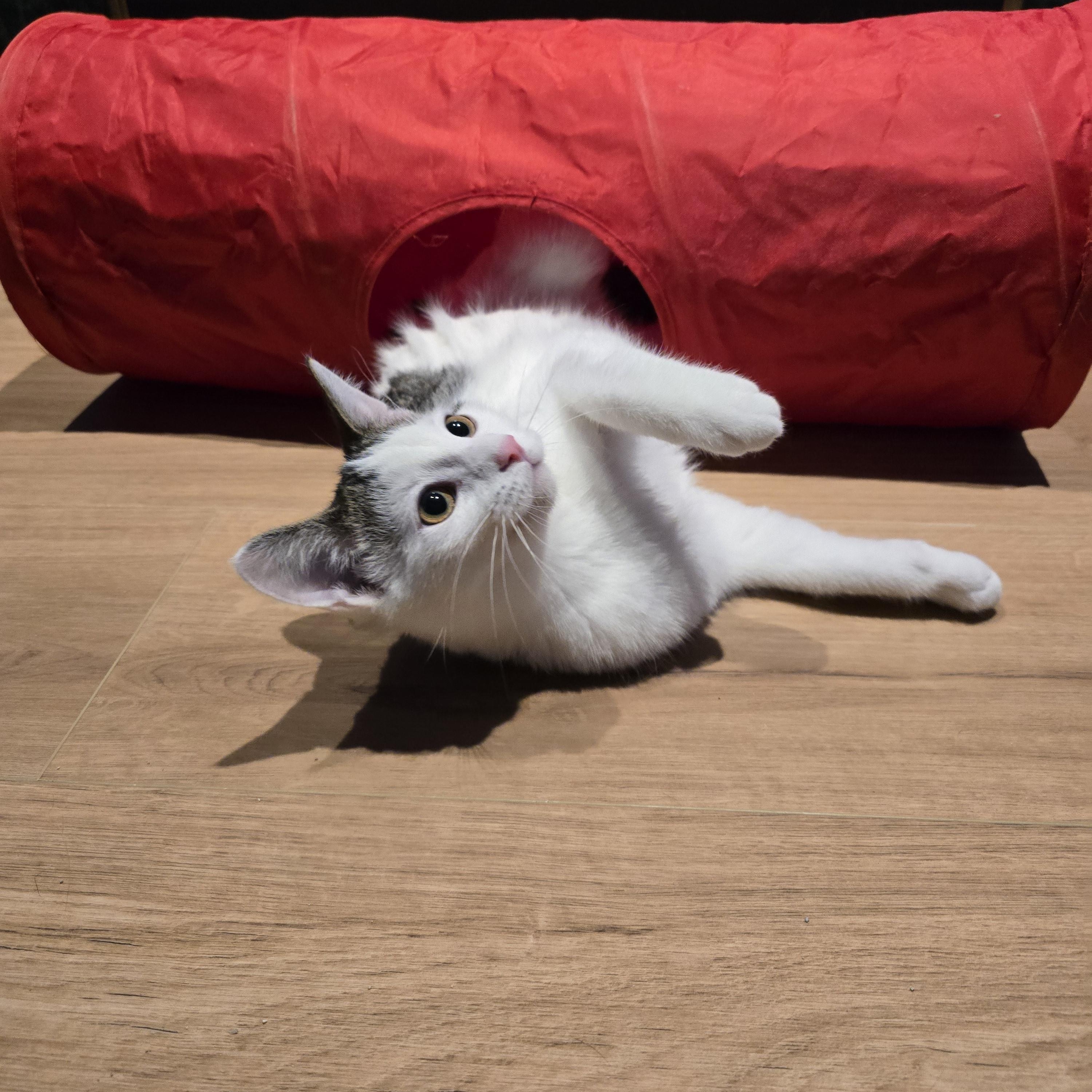 Enlarge Oreo, a ADOPTABLE mixed breed in Fargo, ND image 1/5