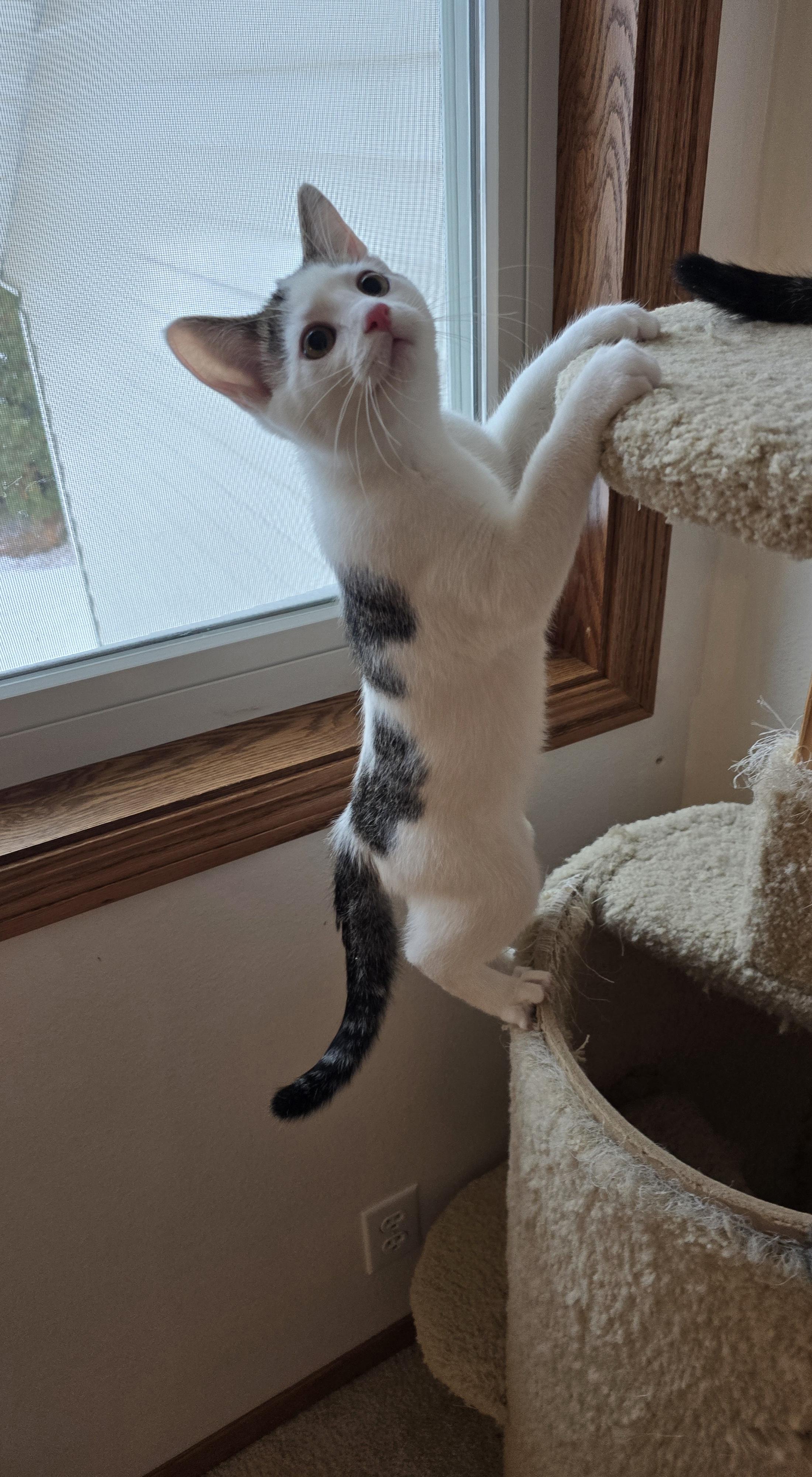 Enlarge Oreo, a ADOPTABLE mixed breed in Fargo, ND image 4/5
