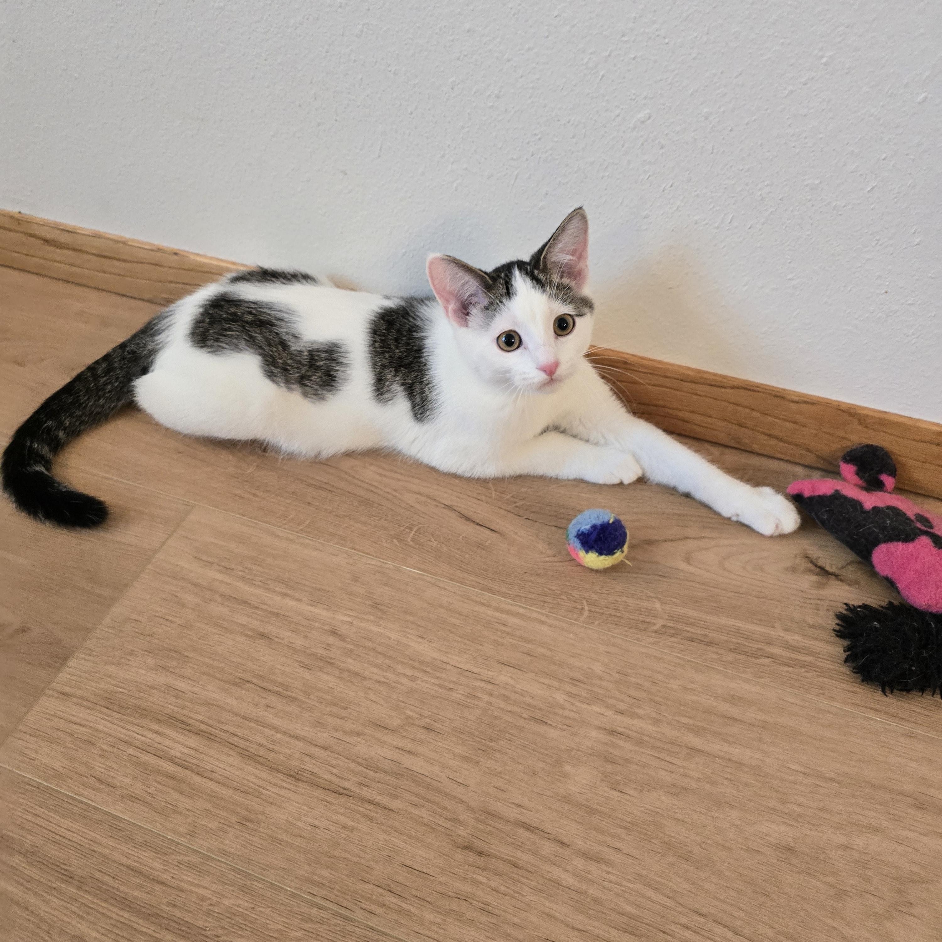 Enlarge Oreo, a ADOPTABLE mixed breed in Fargo, ND image 1/5