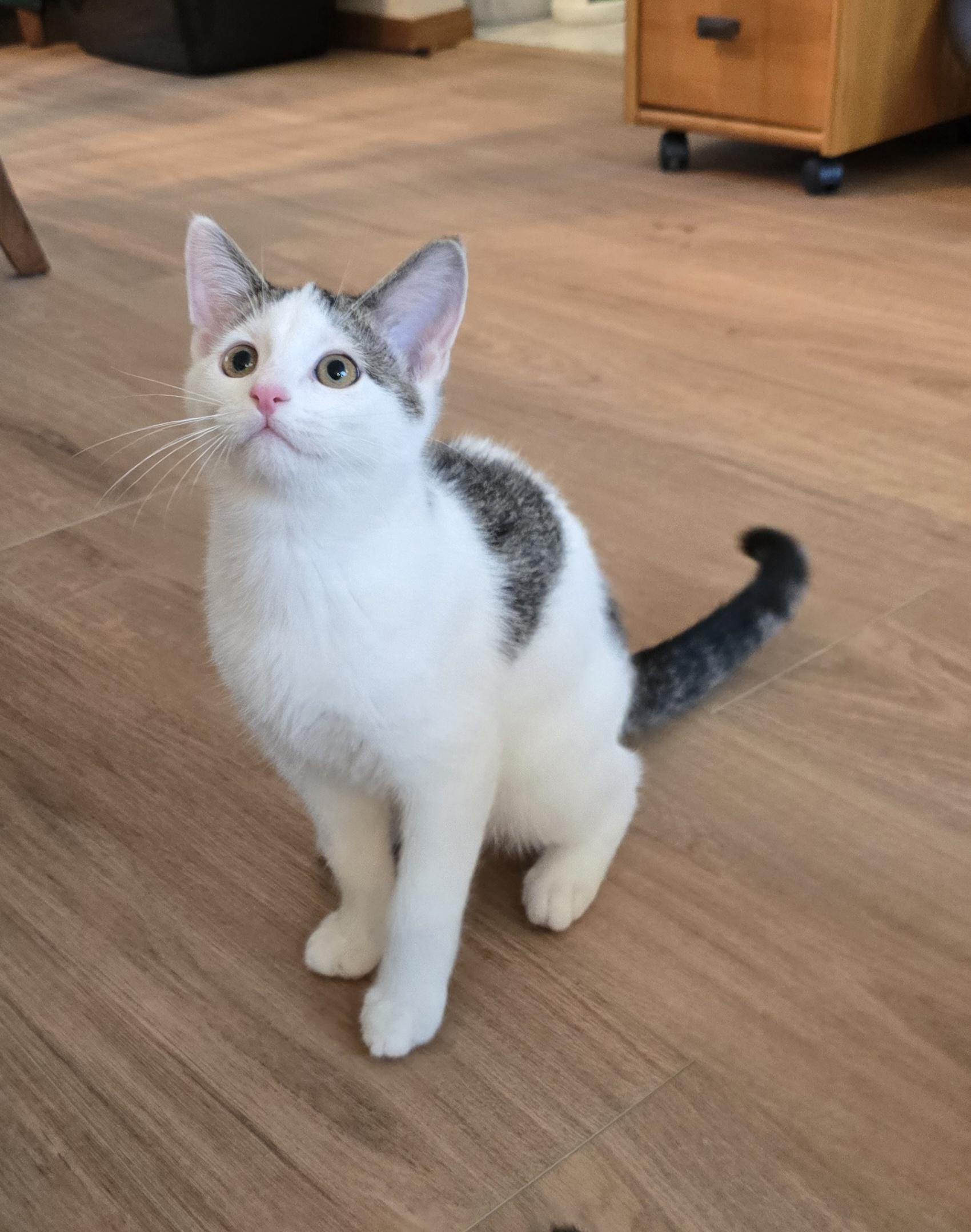 Oreo, ADOPTABLE, Kitten Male Domestic Short Hair.