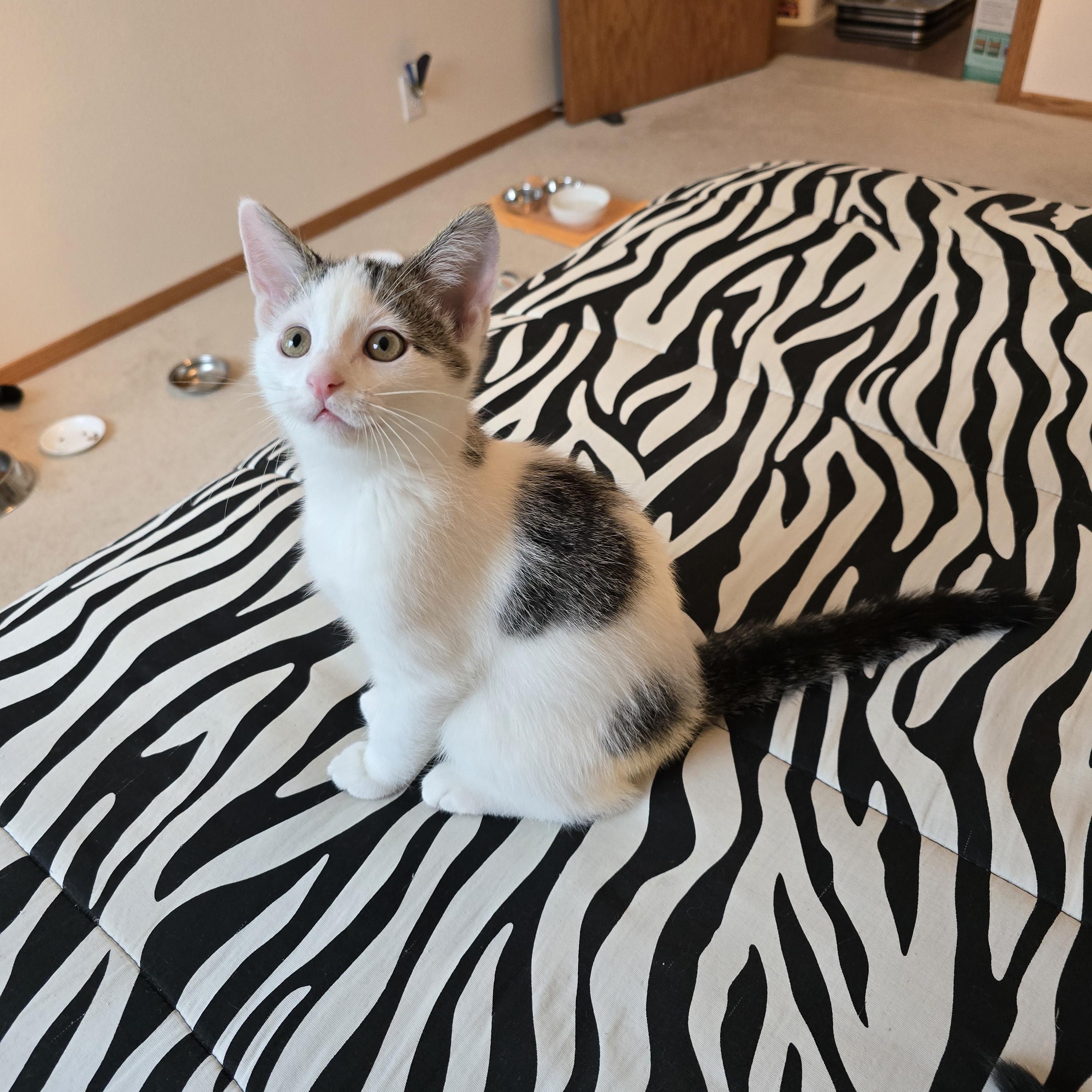 Enlarge Oreo, a ADOPTABLE mixed breed in Fargo, ND image 1/4