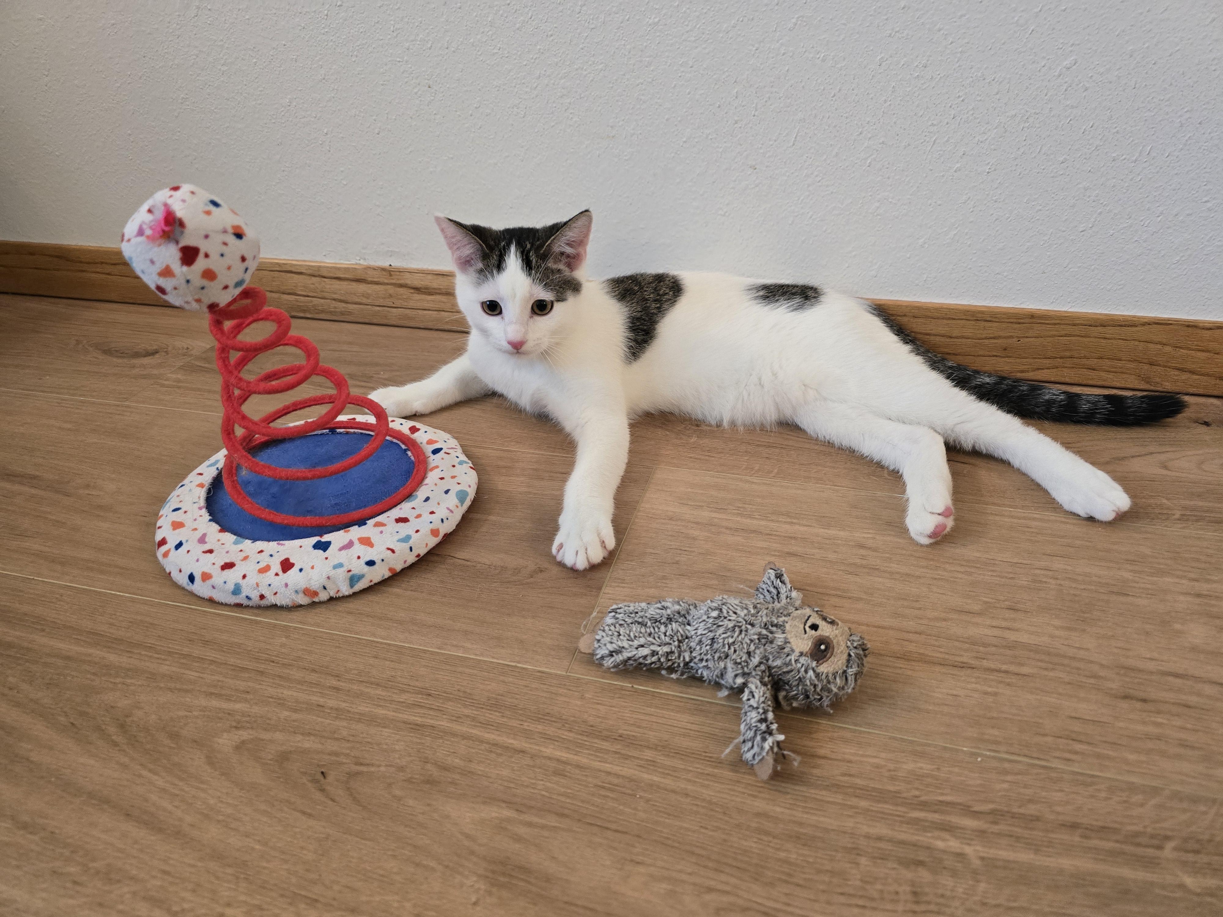 Enlarge Oreo, a ADOPTABLE mixed breed in Fargo, ND image 2/5