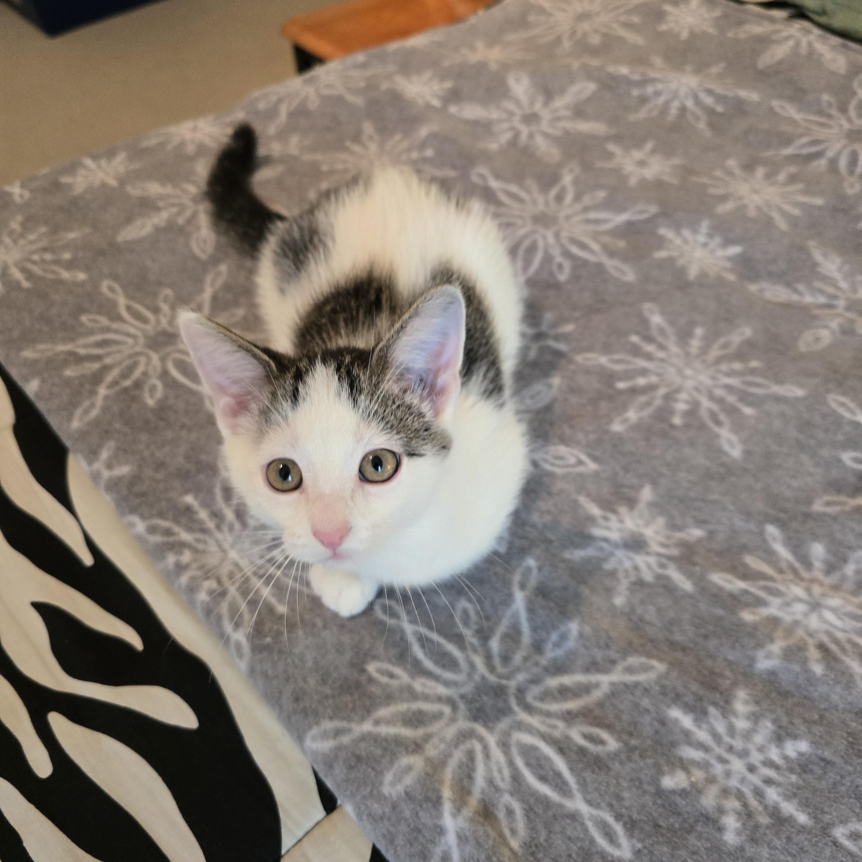 Enlarge Oreo, a ADOPTABLE mixed breed in Fargo, ND image 2/4