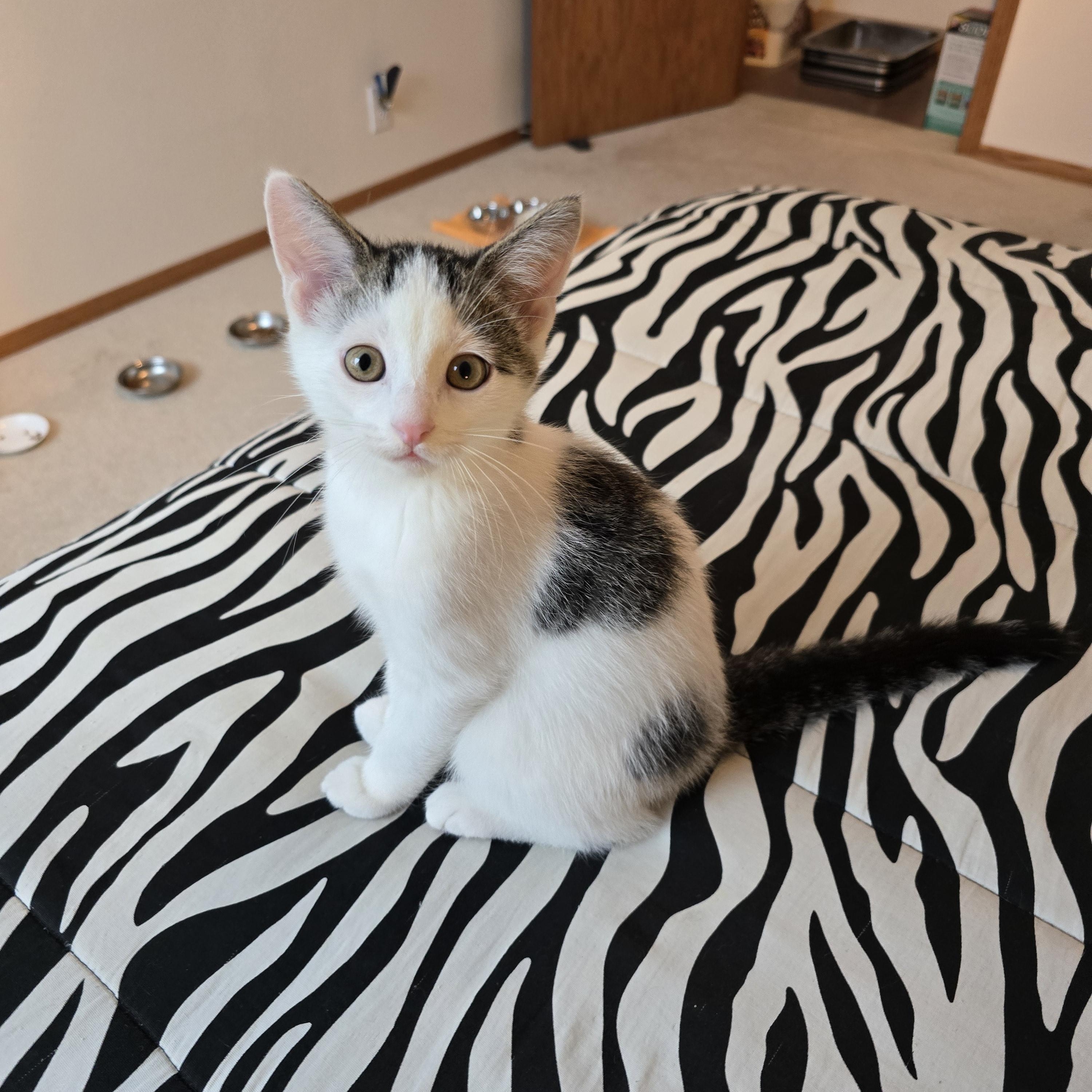 Enlarge Oreo, a ADOPTABLE mixed breed in Fargo, ND image 3/4