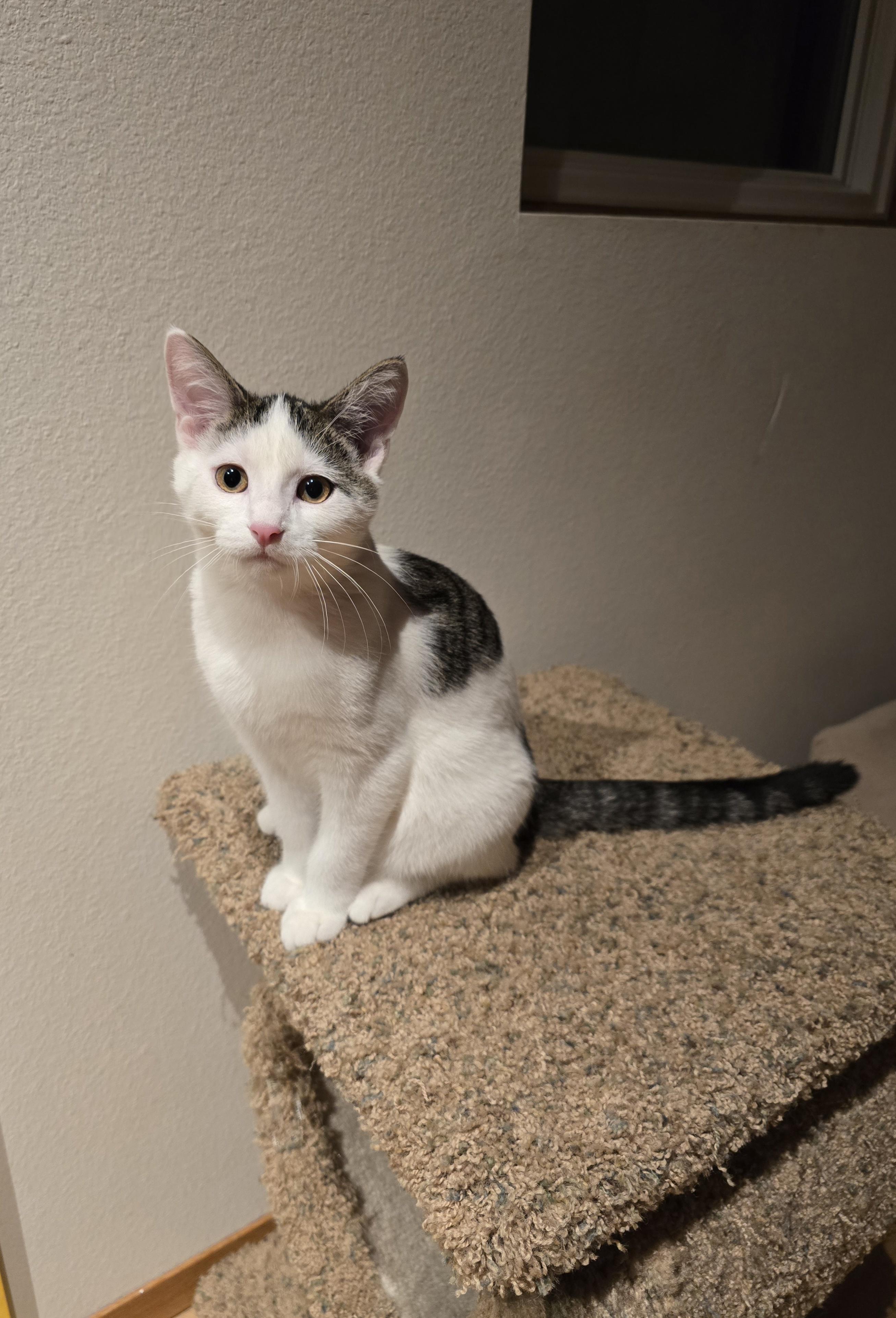Enlarge Oreo, a ADOPTABLE mixed breed in Fargo, ND image 3/5