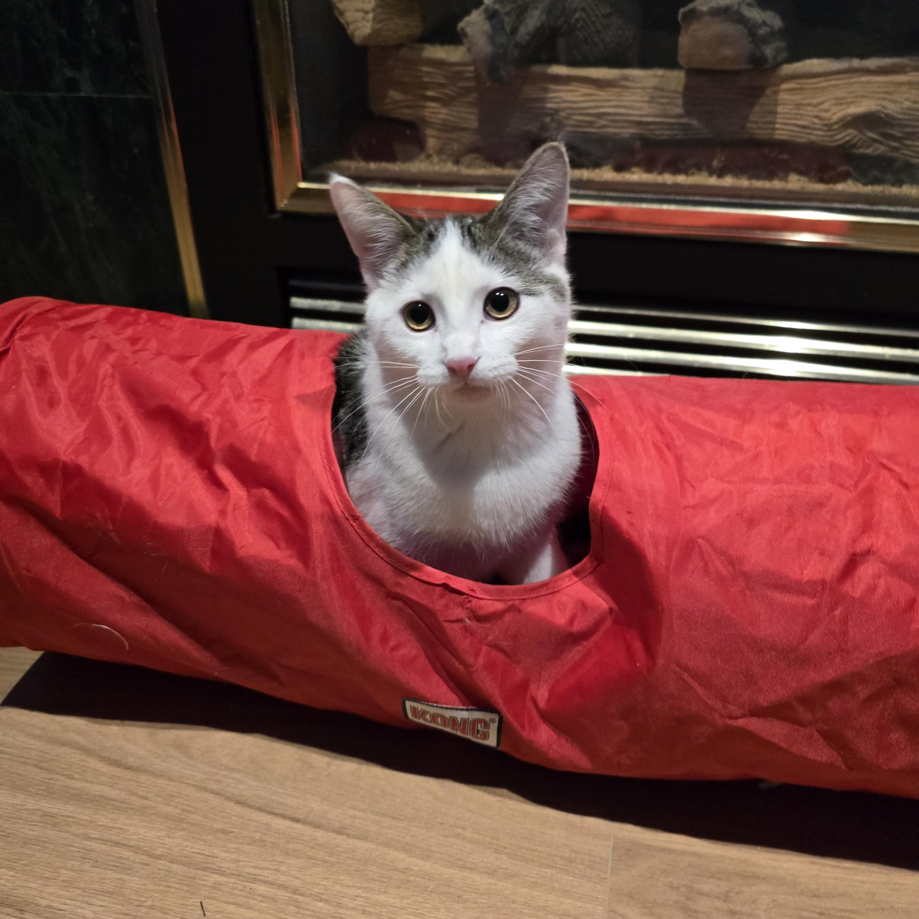 Enlarge Oreo, a ADOPTABLE mixed breed in Fargo, ND image 2/5